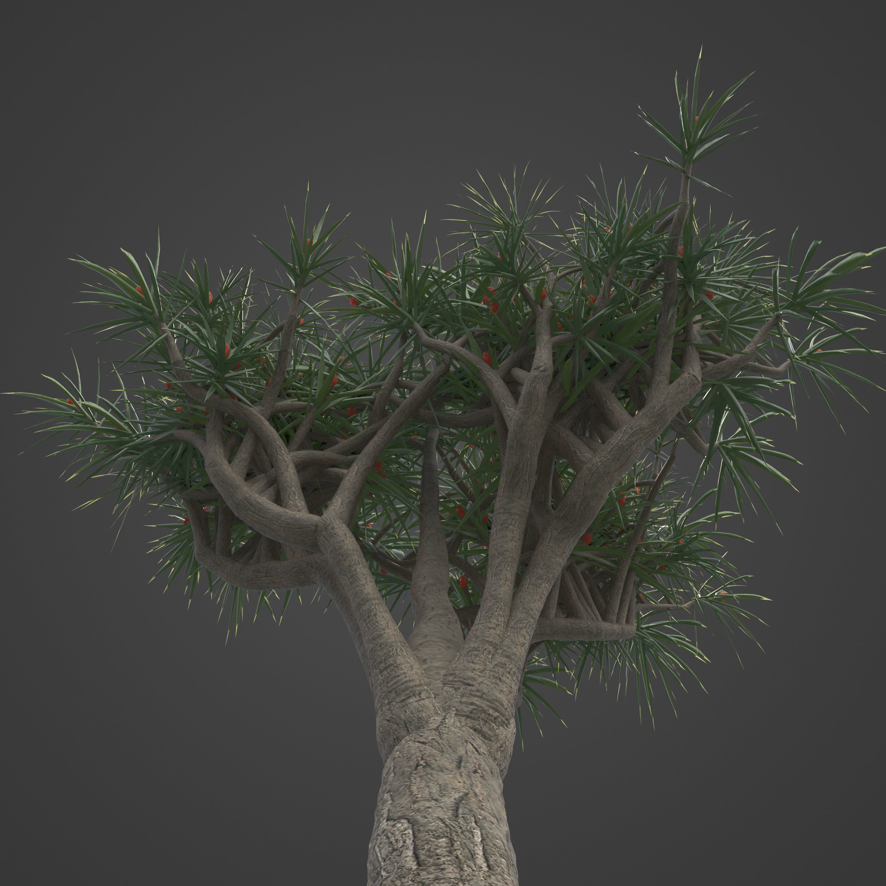 2021 PBR Tree Aloe Collection - Aloe Bainesii  3D model_3