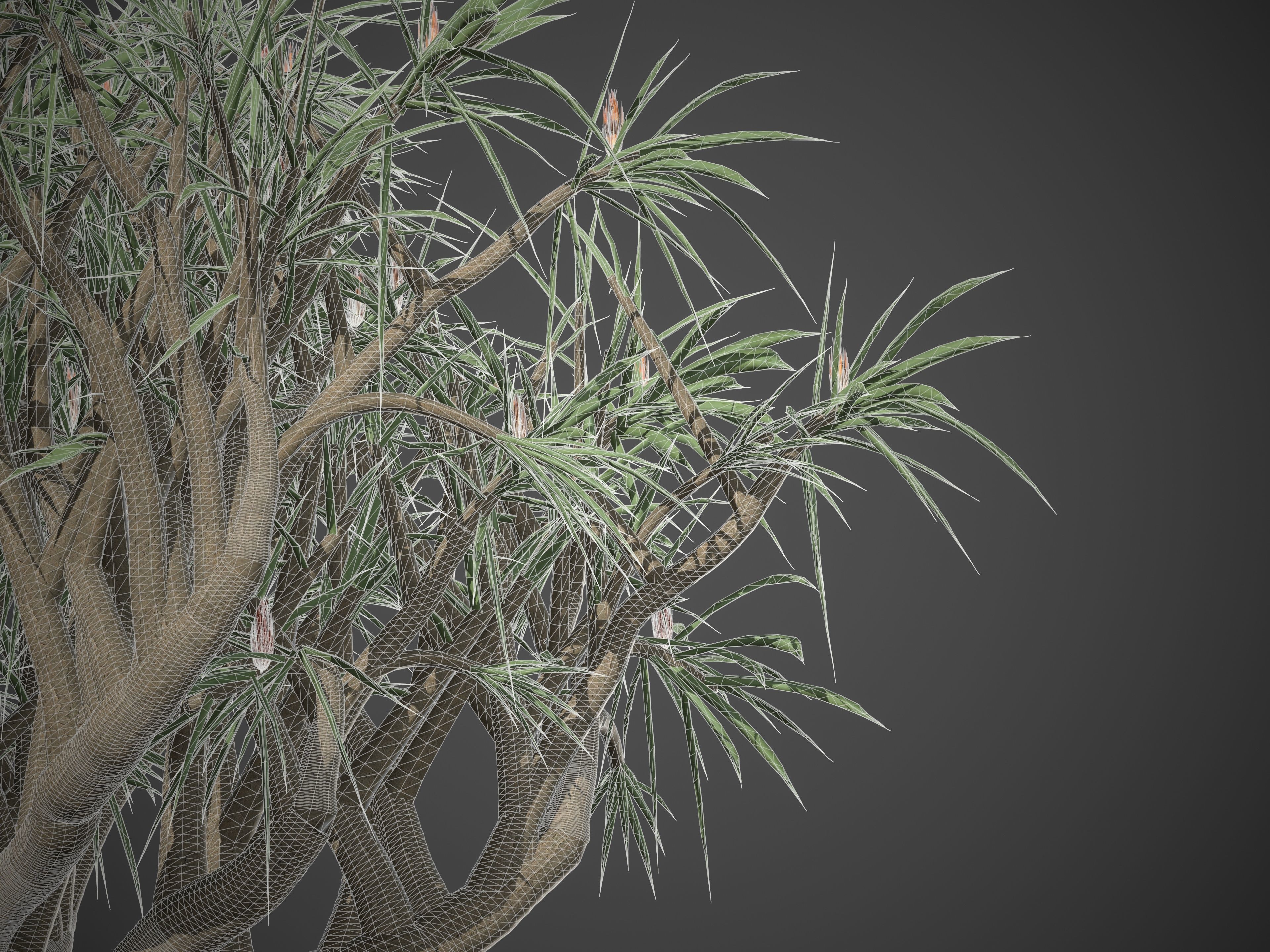 2021 PBR Tree Aloe Collection - Aloe Bainesii  3D model_9