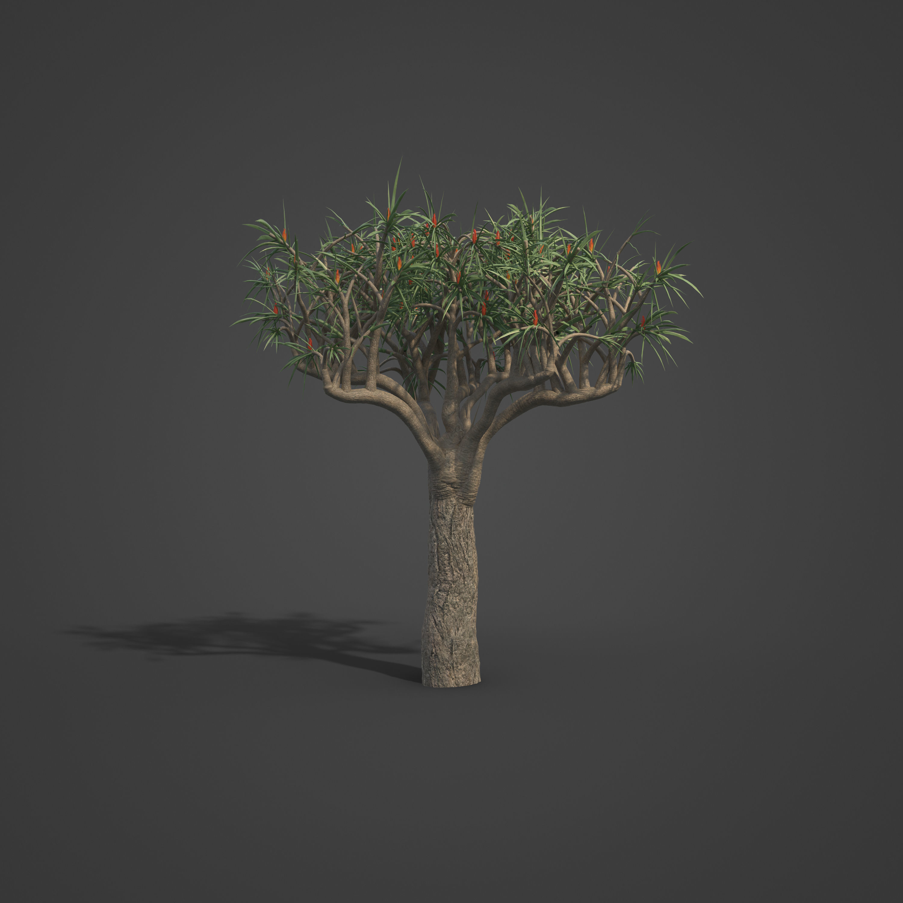2021 PBR Tree Aloe Collection - Aloe Bainesii  3D model_6