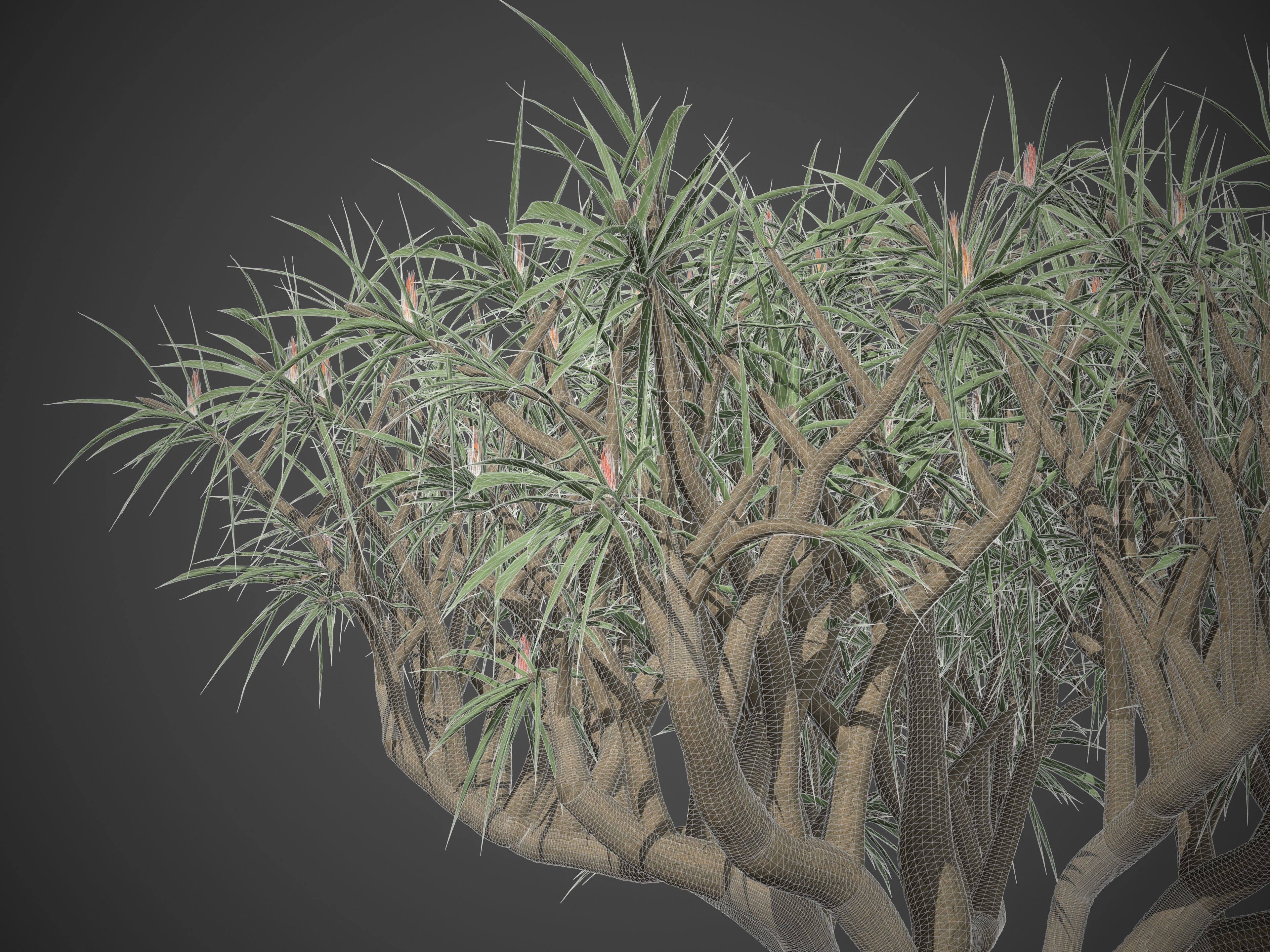 2021 PBR Tree Aloe Collection - Aloe Bainesii  3D model_8