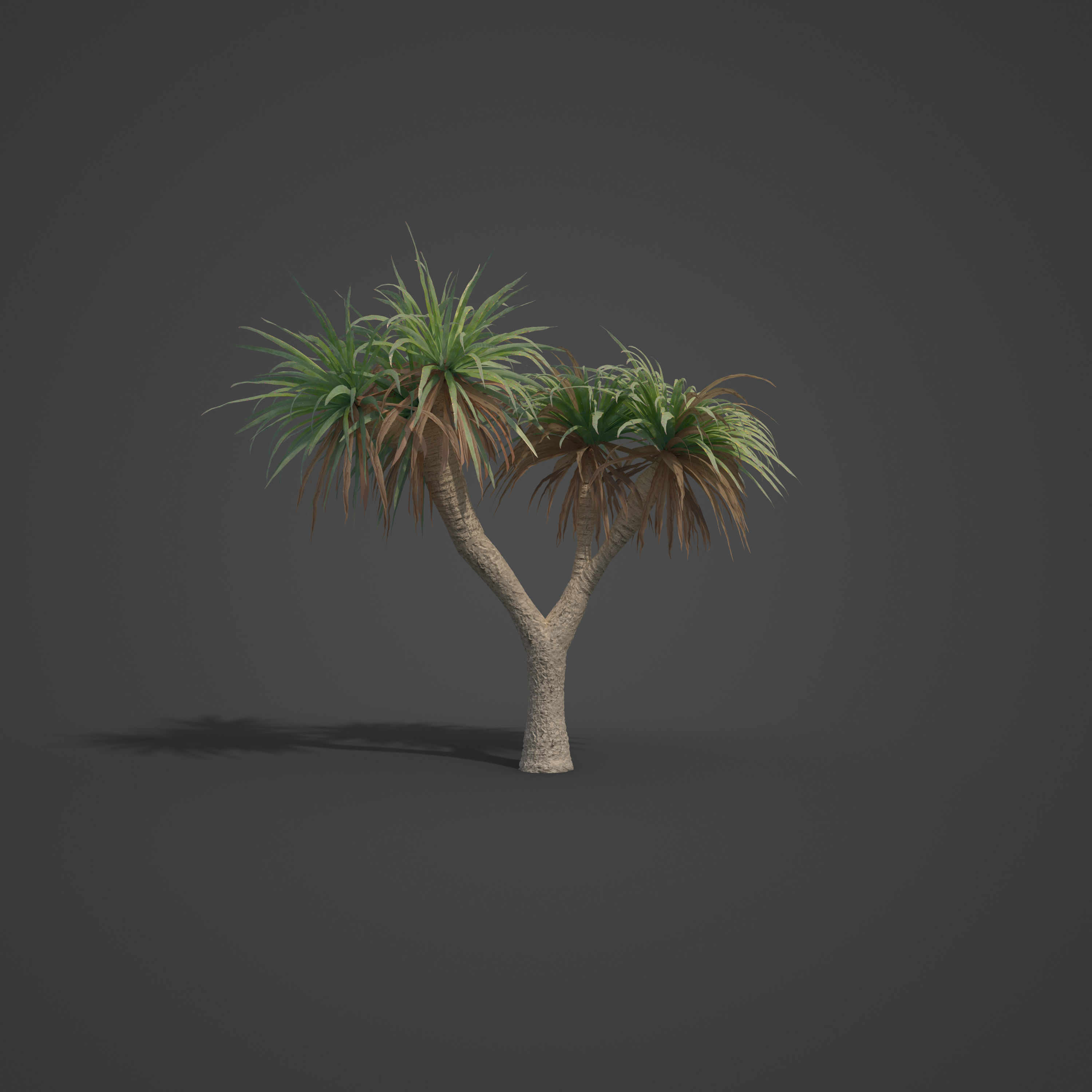 2021 PBR Dragon Tree Collection - Dracaena Draco Free 3D model_4