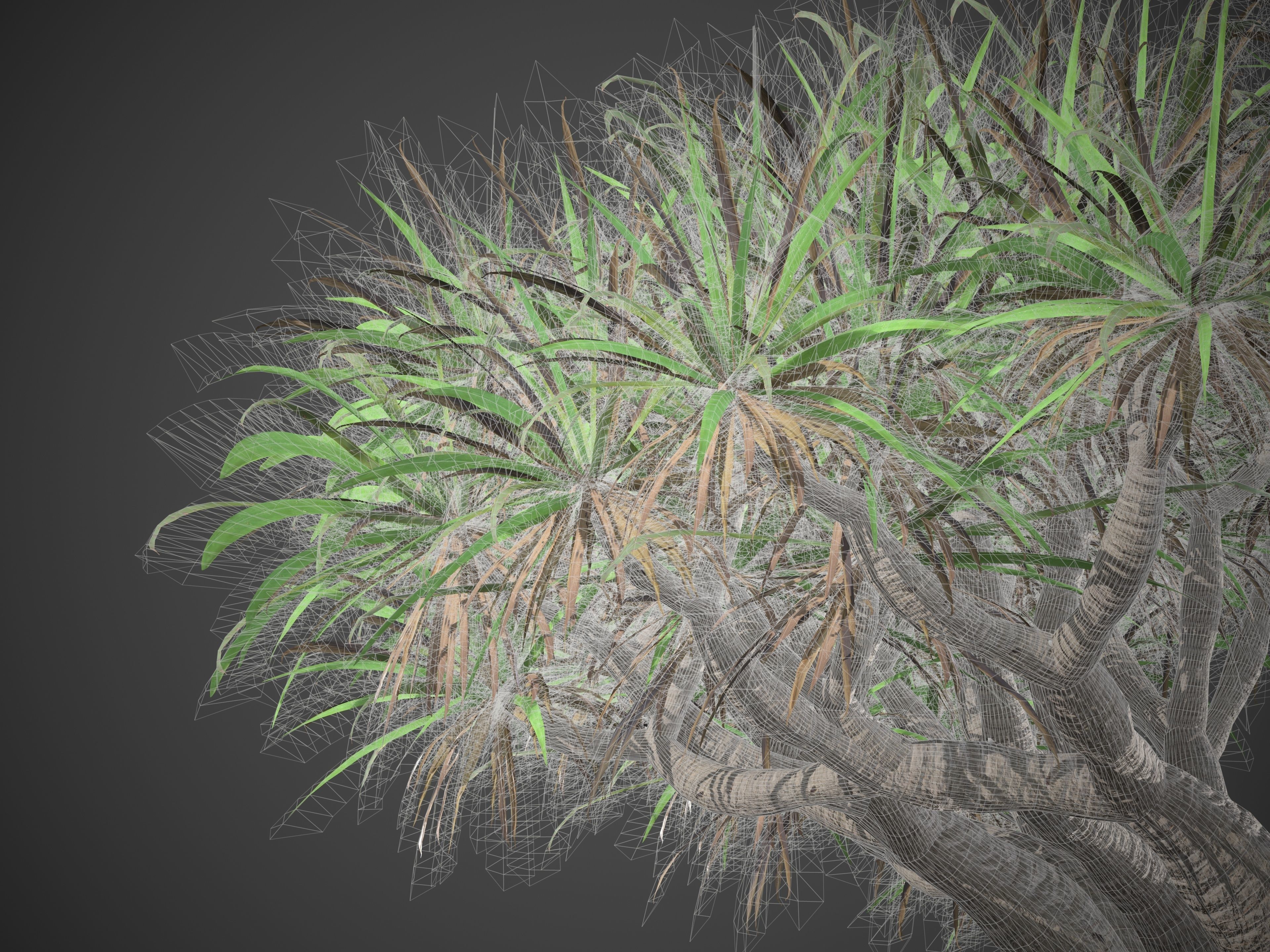 2021 PBR Dragon Tree Collection - Dracaena Draco Free 3D model_9