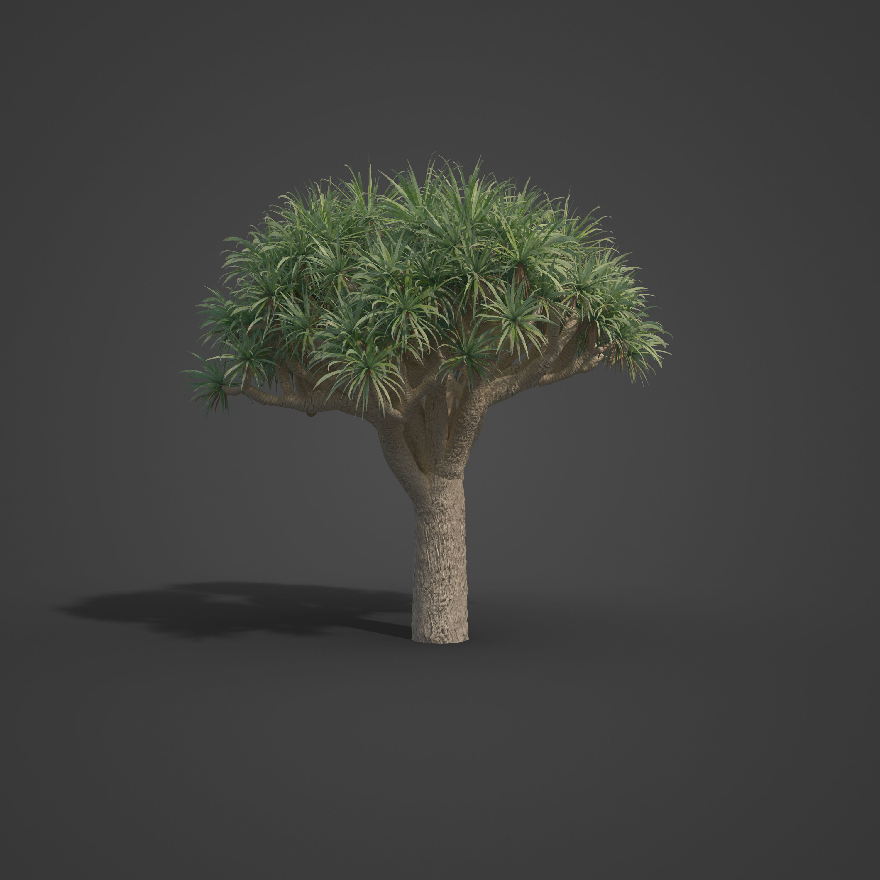2021 PBR Dragon Tree Collection - Dracaena Draco Free 3D model_6