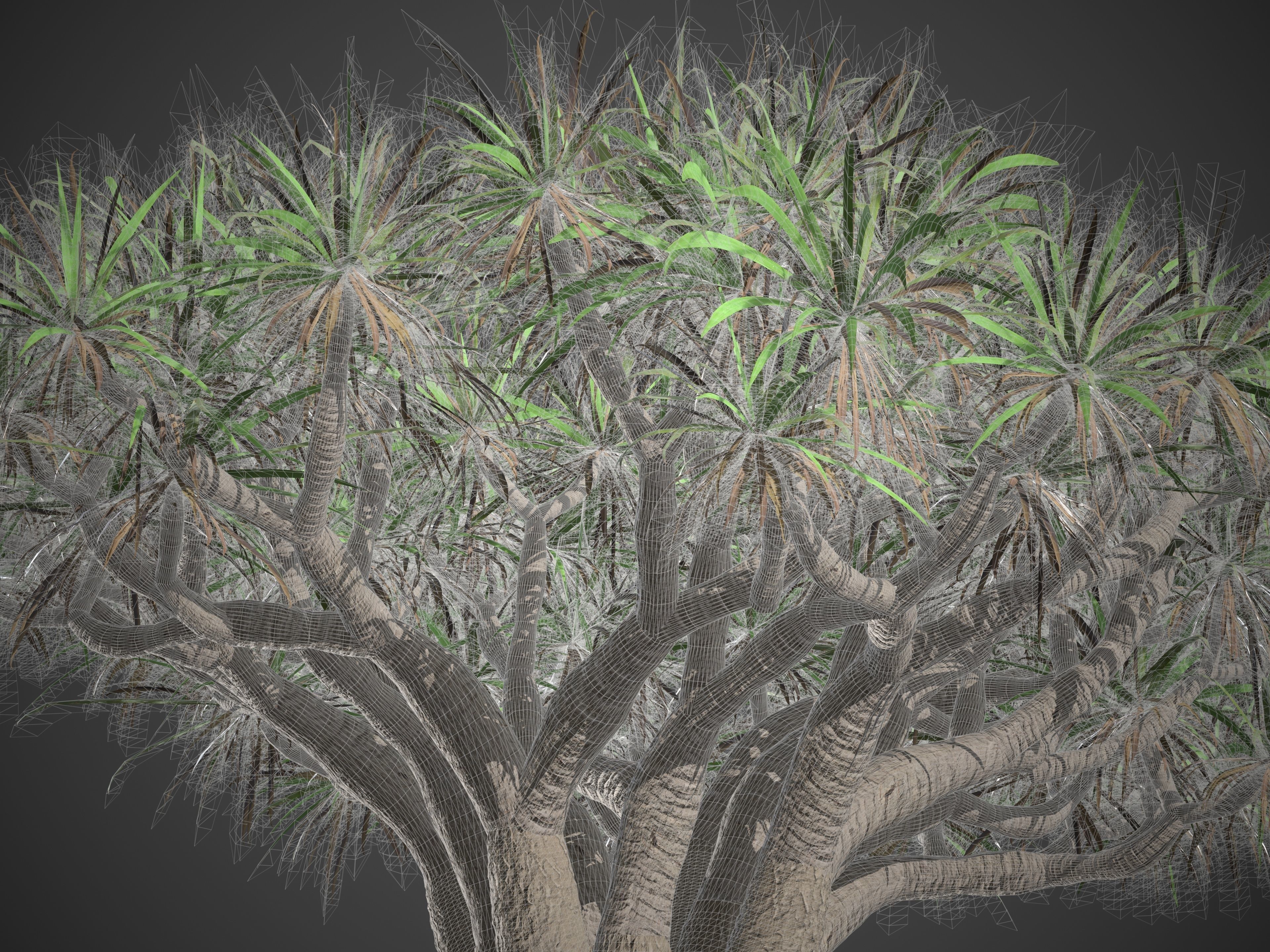 2021 PBR Dragon Tree Collection - Dracaena Draco Free 3D model_8