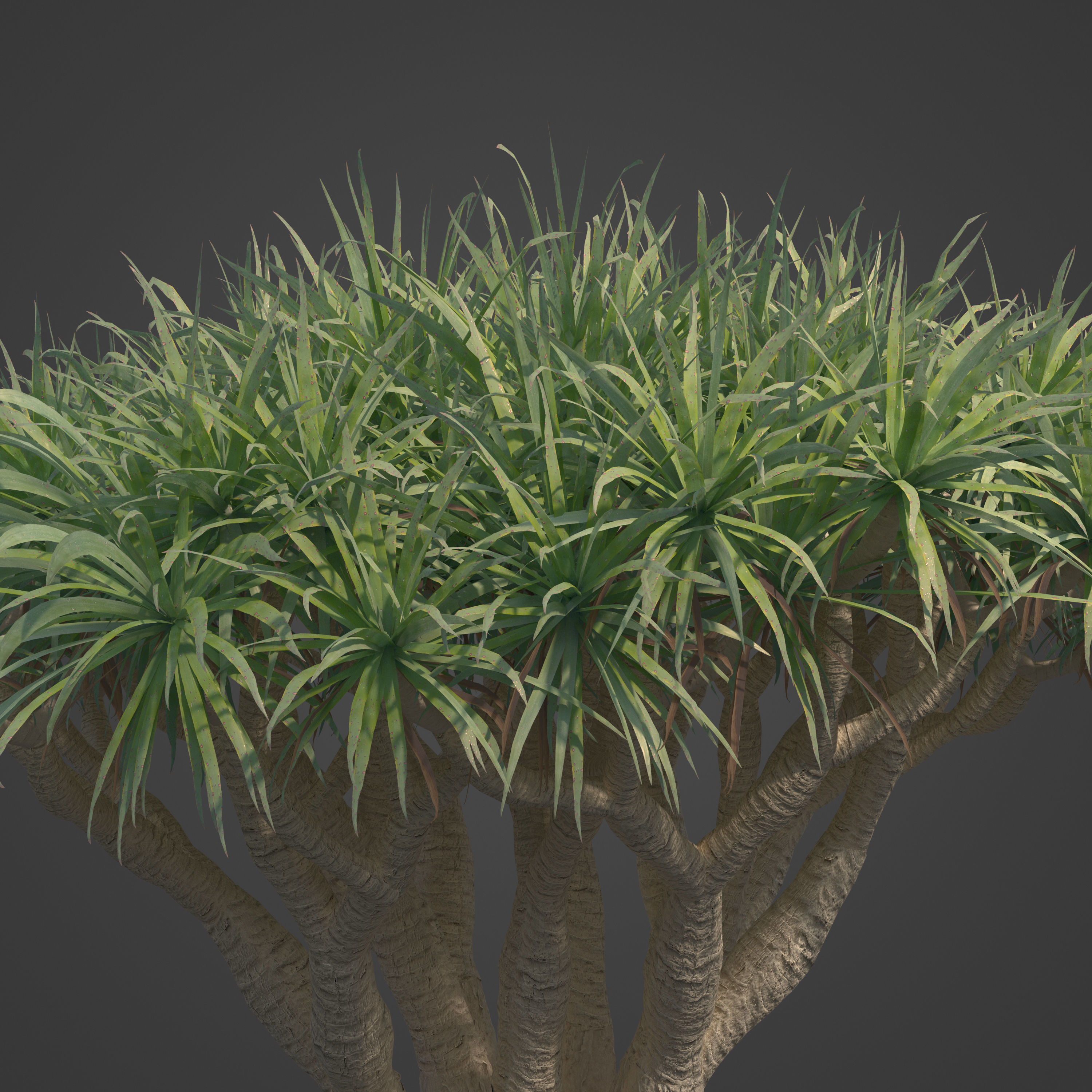 2021 PBR Dragon Tree Collection - Dracaena Draco Free 3D model_7