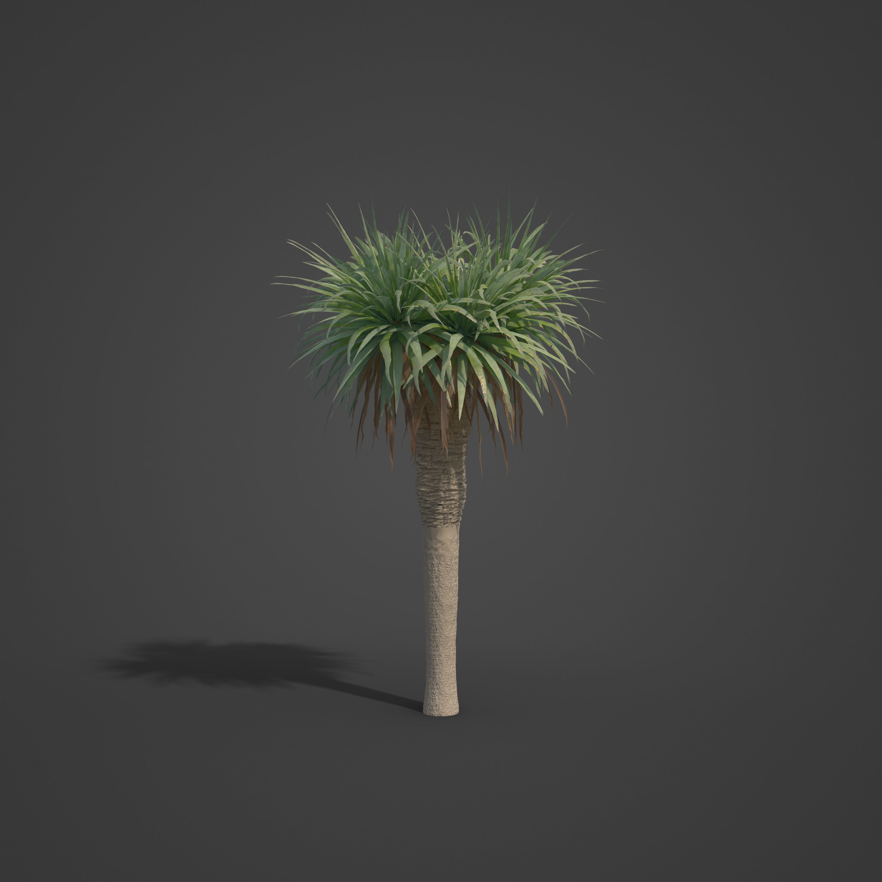 2021 PBR Dragon Tree Collection - Dracaena Draco Free 3D model_3