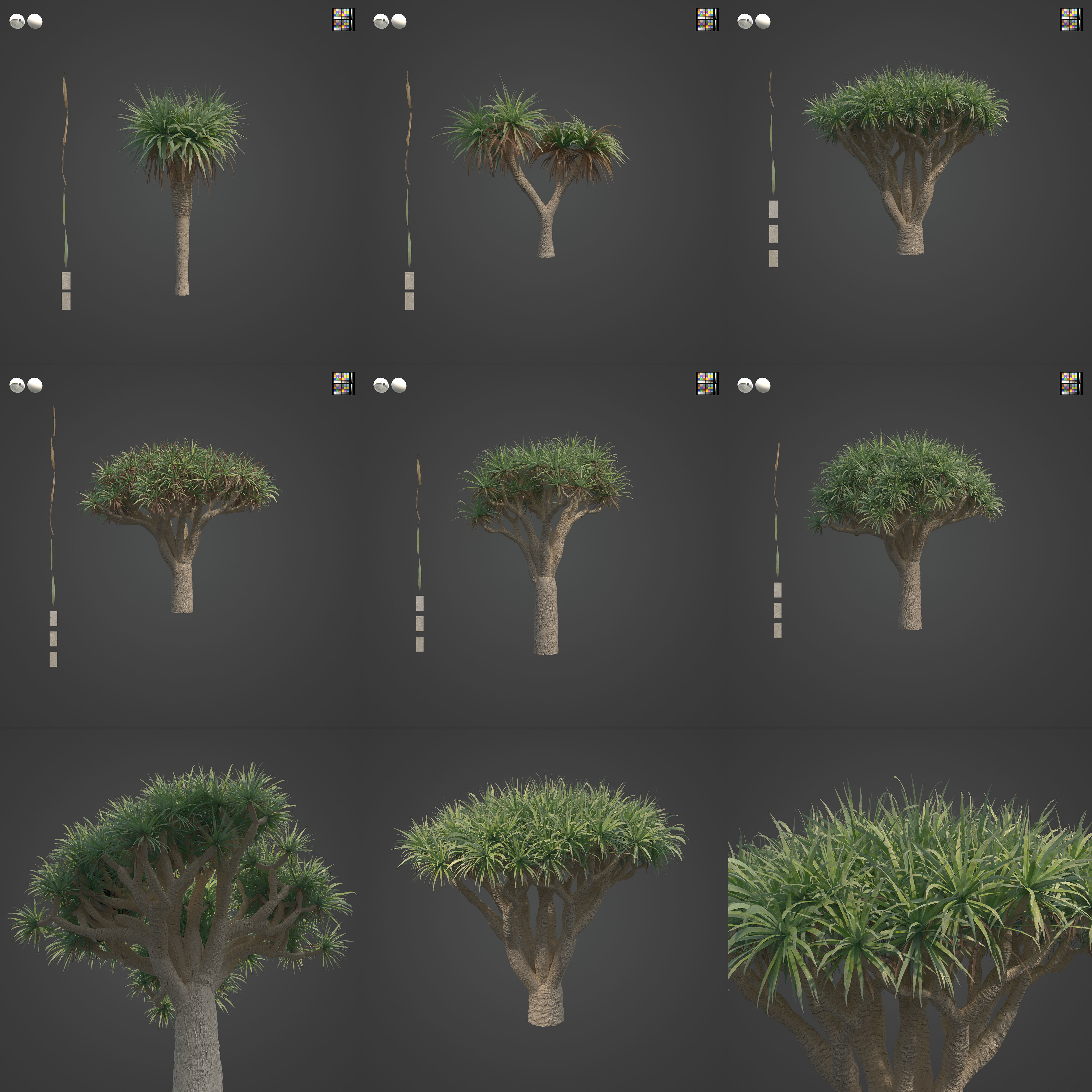 2021 PBR Dragon Tree Collection - Dracaena Draco Free 3D model_2
