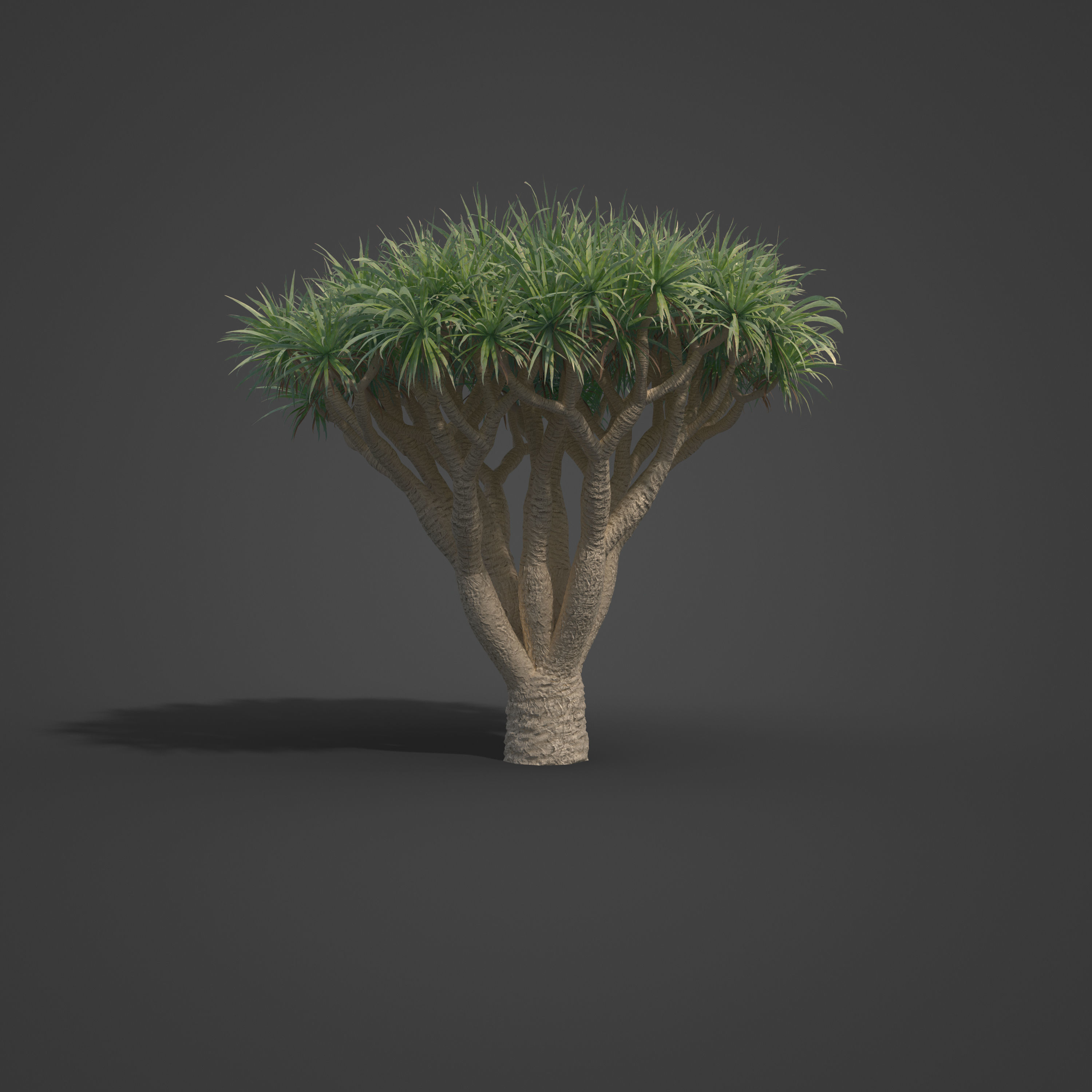 2021 PBR Dragon Tree Collection - Dracaena Draco Free 3D model_5