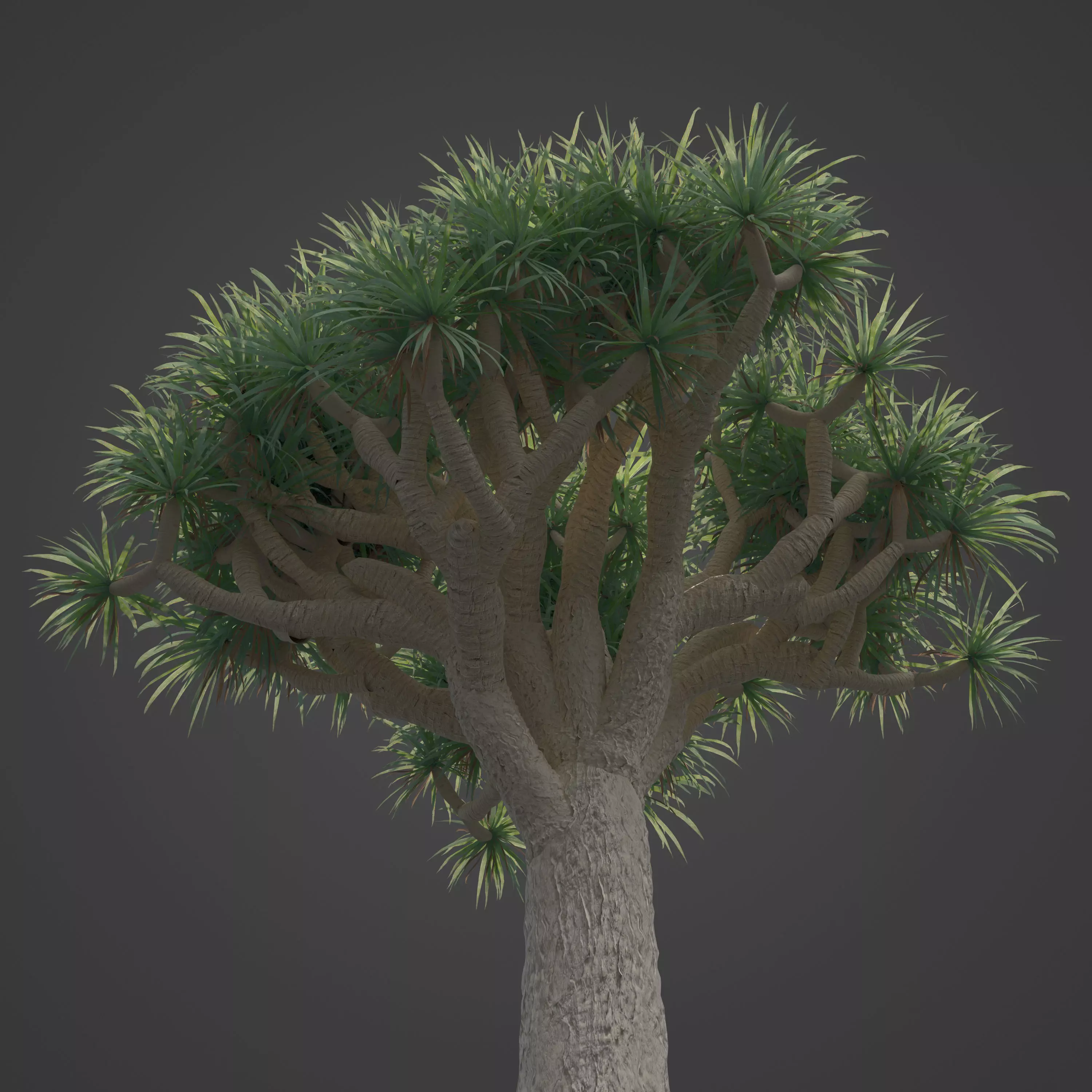 2021 PBR Dragon Tree Collection - Dracaena Draco Free 3D model_0