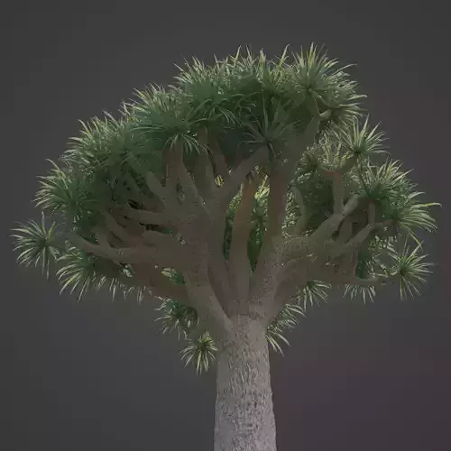 2021 PBR Dragon Tree Collection - Dracaena Draco Free 3D model