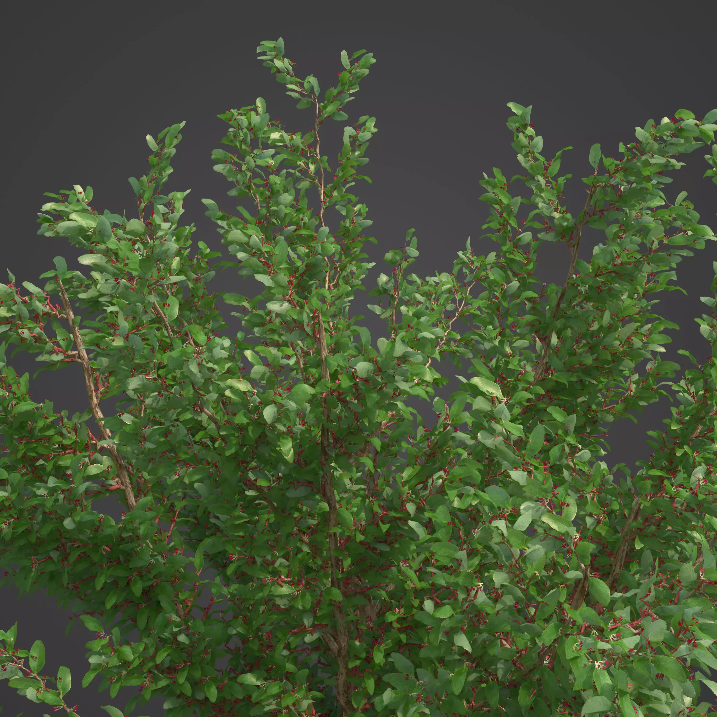 2021 PBR African Boxwood Collection - Myrsine Africana 3D model_0