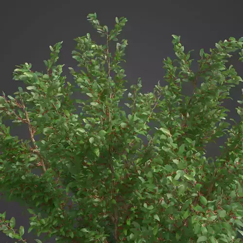2021 PBR African Boxwood Collection - Myrsine Africana 3D model