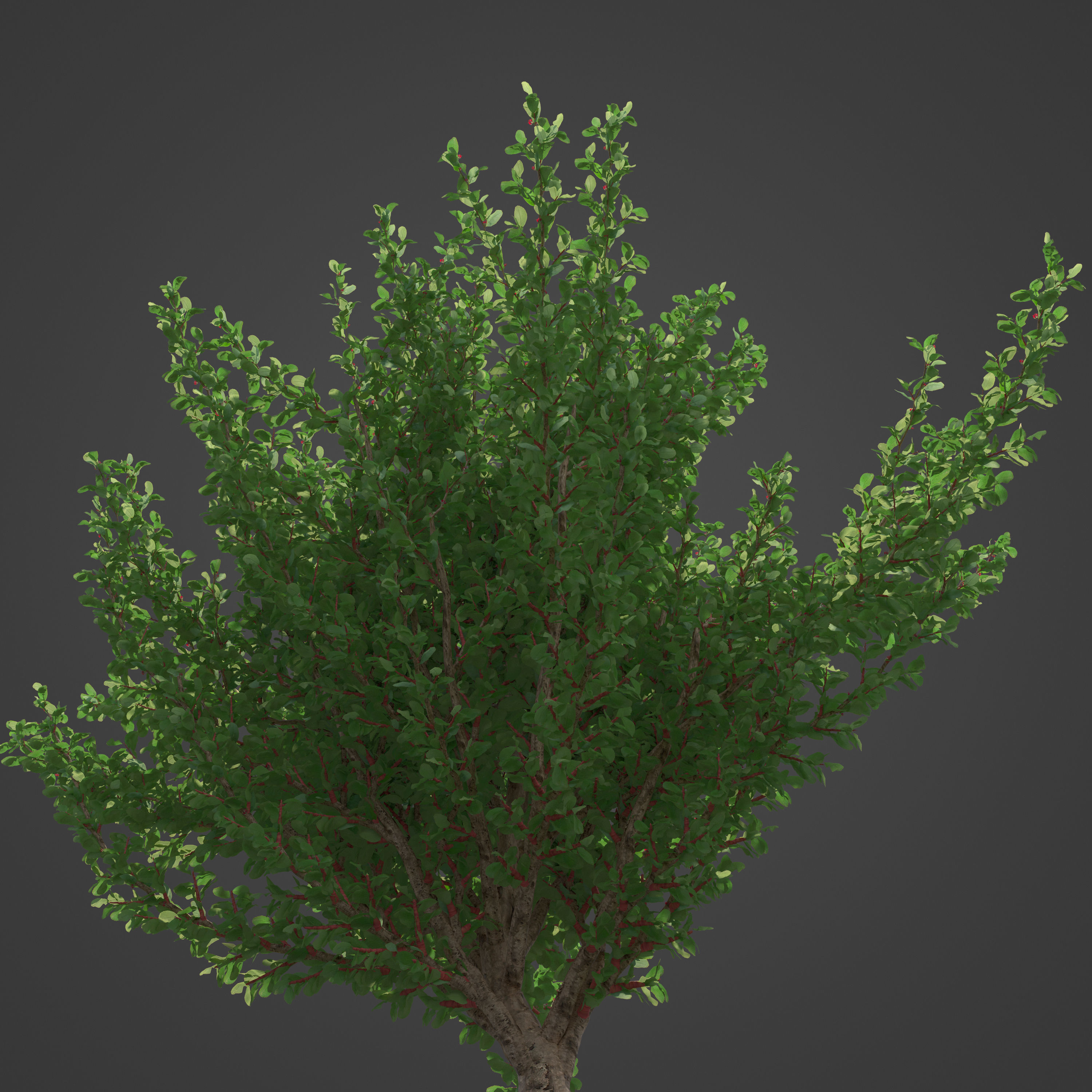 2021 PBR African Boxwood Collection - Myrsine Africana 3D model_8