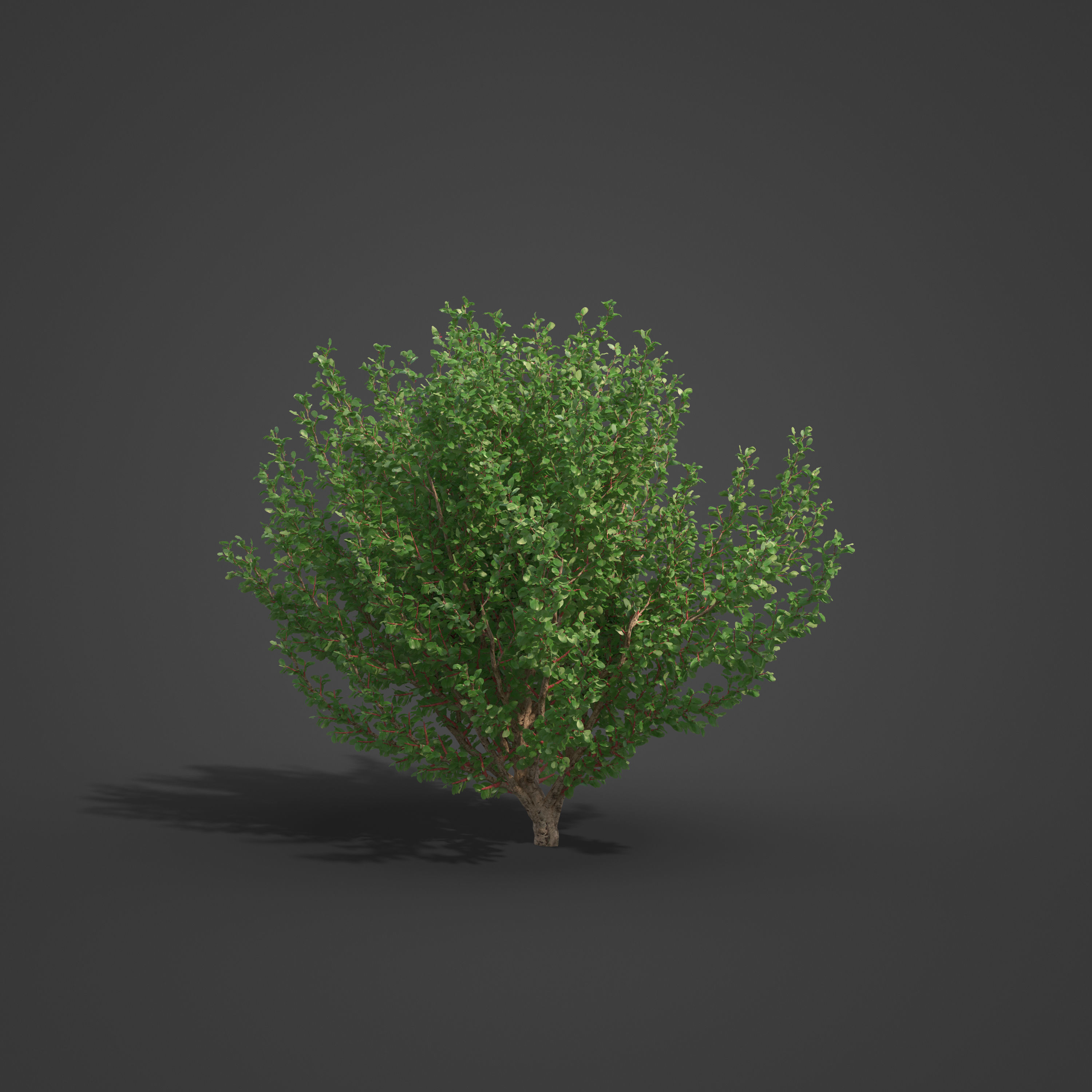 2021 PBR African Boxwood Collection - Myrsine Africana 3D model_7
