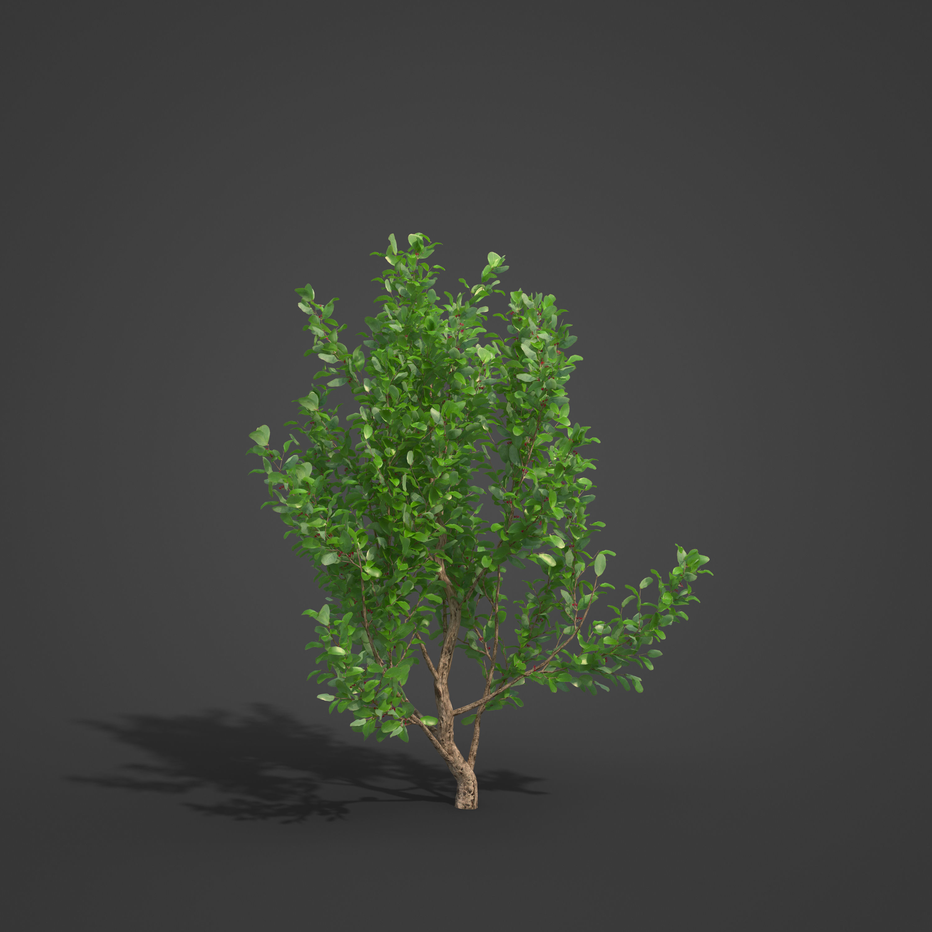 2021 PBR African Boxwood Collection - Myrsine Africana 3D model_4