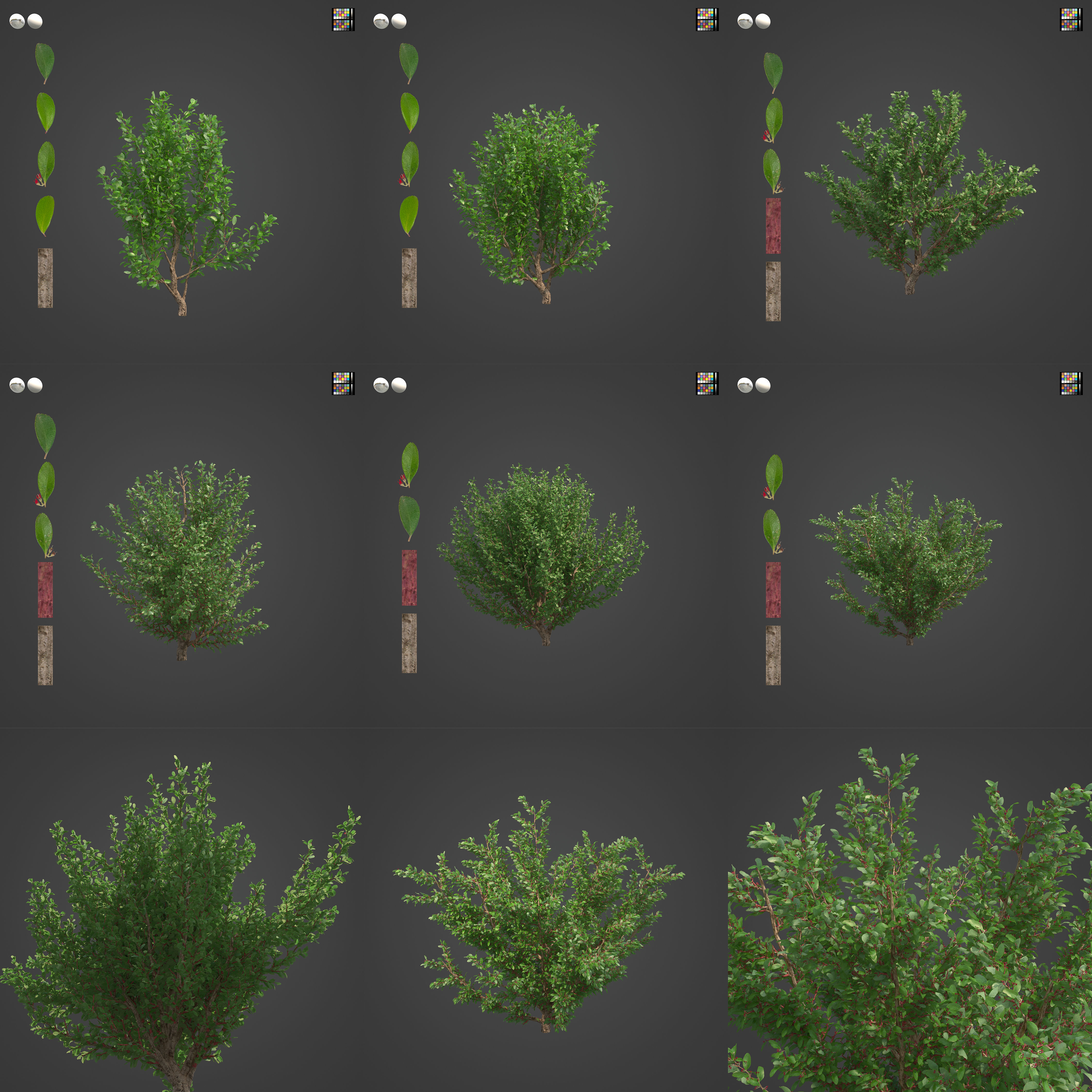 2021 PBR African Boxwood Collection - Myrsine Africana 3D model_3