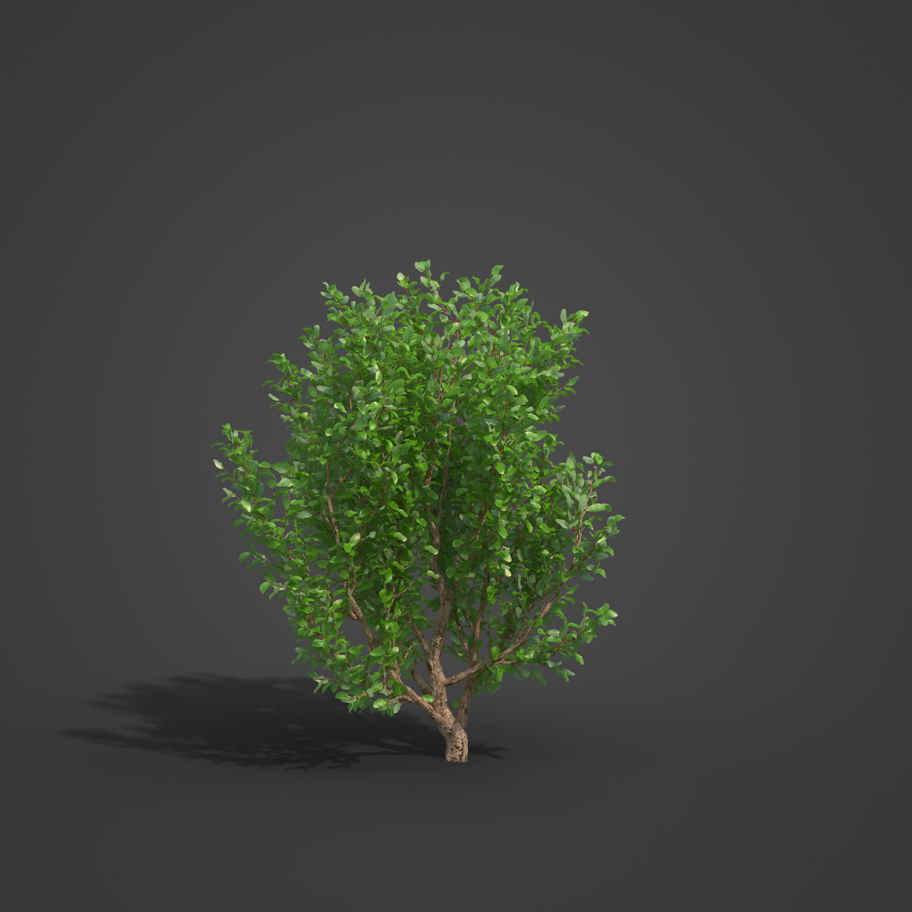 2021 PBR African Boxwood Collection - Myrsine Africana 3D model_5