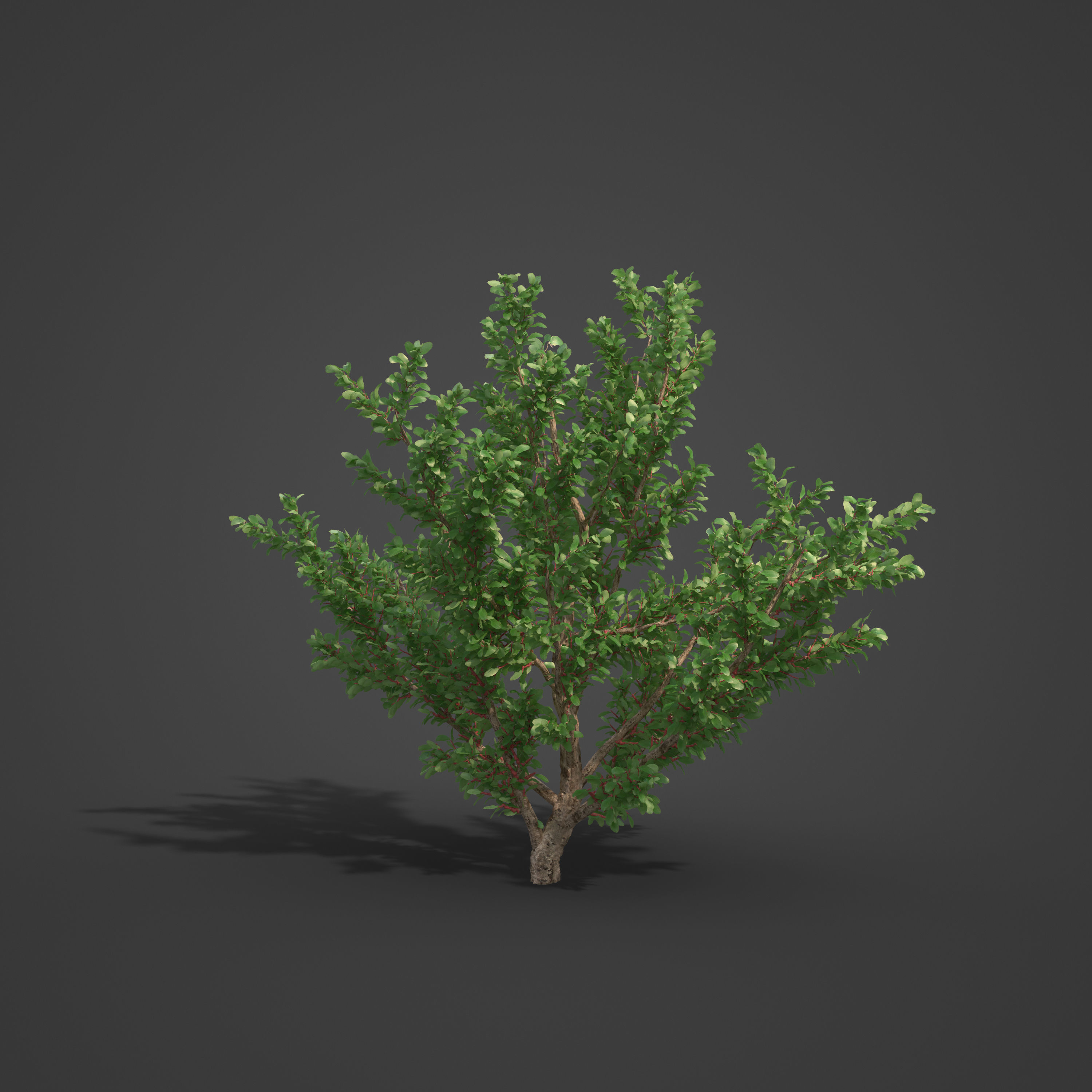 2021 PBR African Boxwood Collection - Myrsine Africana 3D model_6