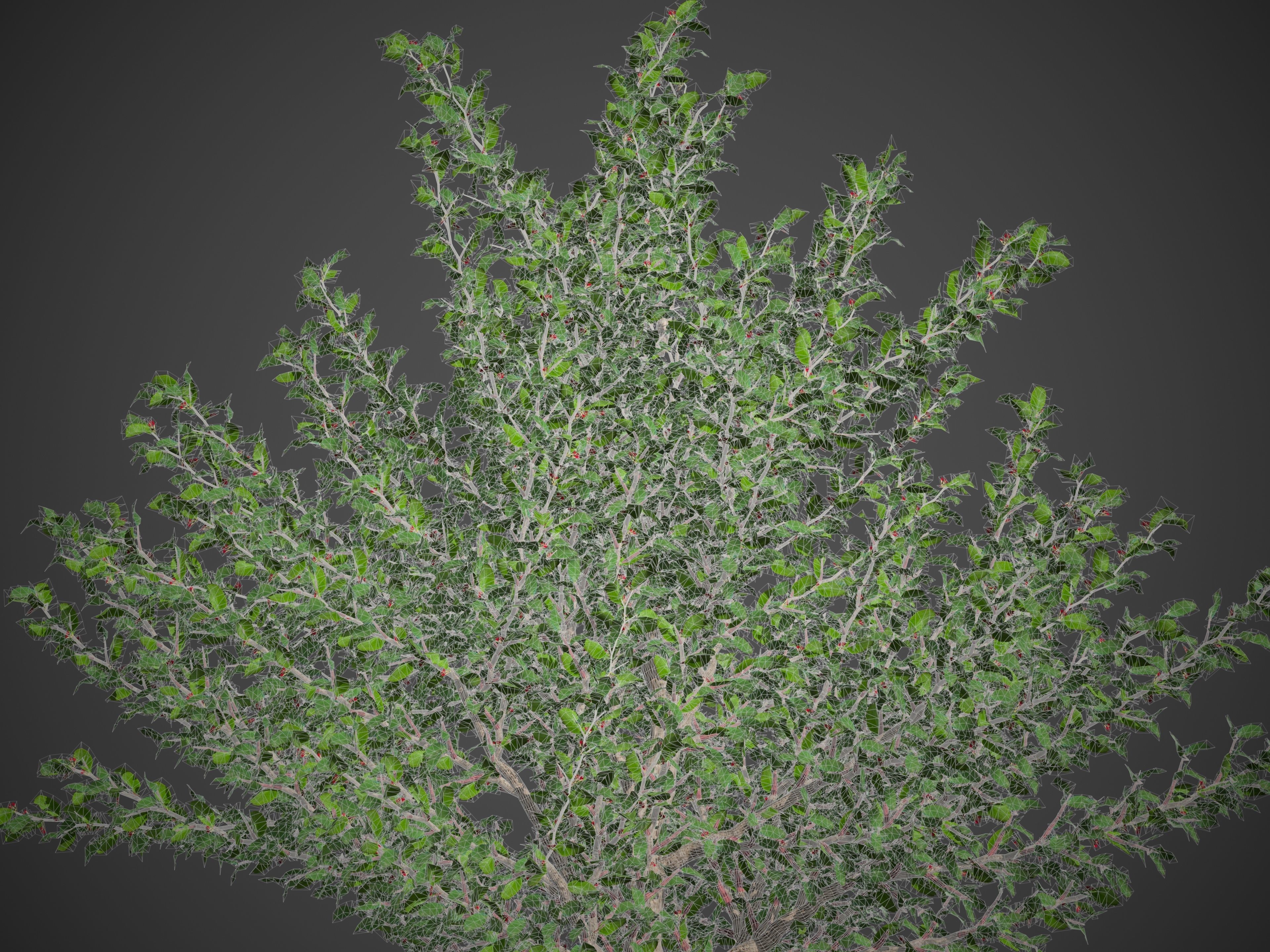 2021 PBR African Boxwood Collection - Myrsine Africana 3D model_9