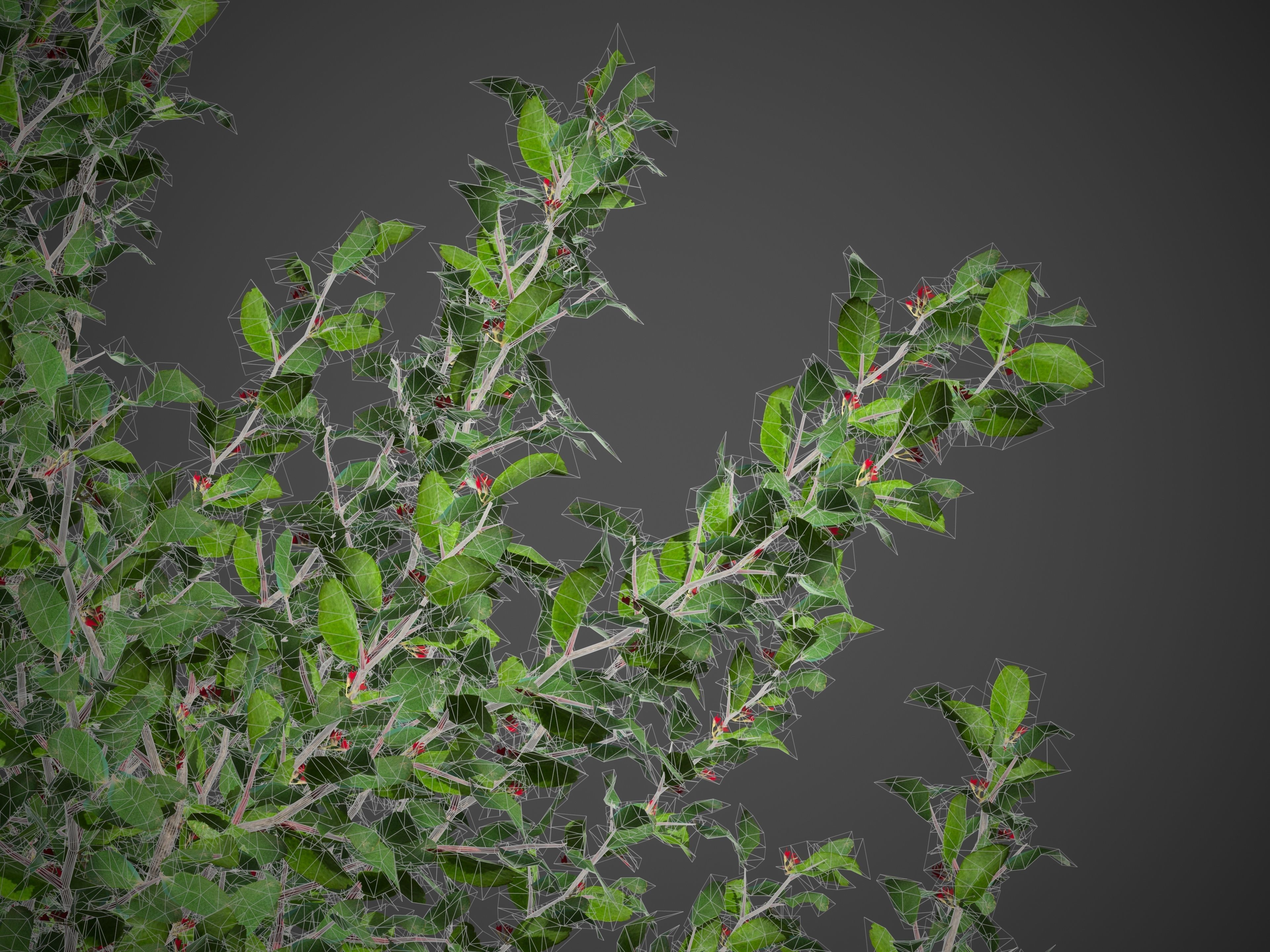 2021 PBR African Boxwood Collection - Myrsine Africana 3D model_10