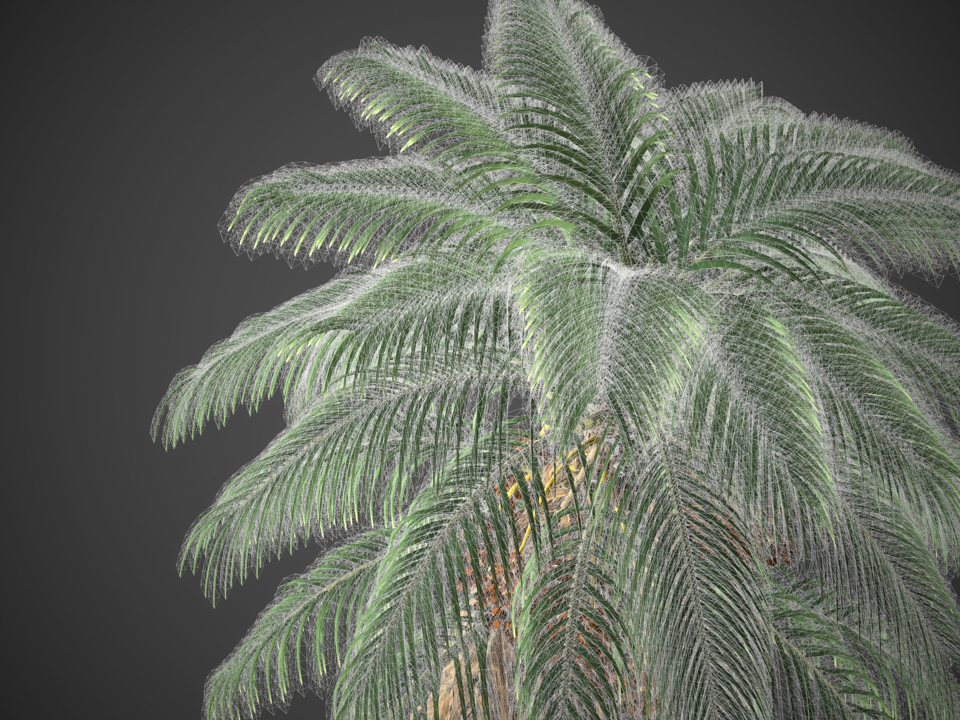 2021 PBR Senegal Date Palm Collection - Phoenix Reclinata 3D model_10