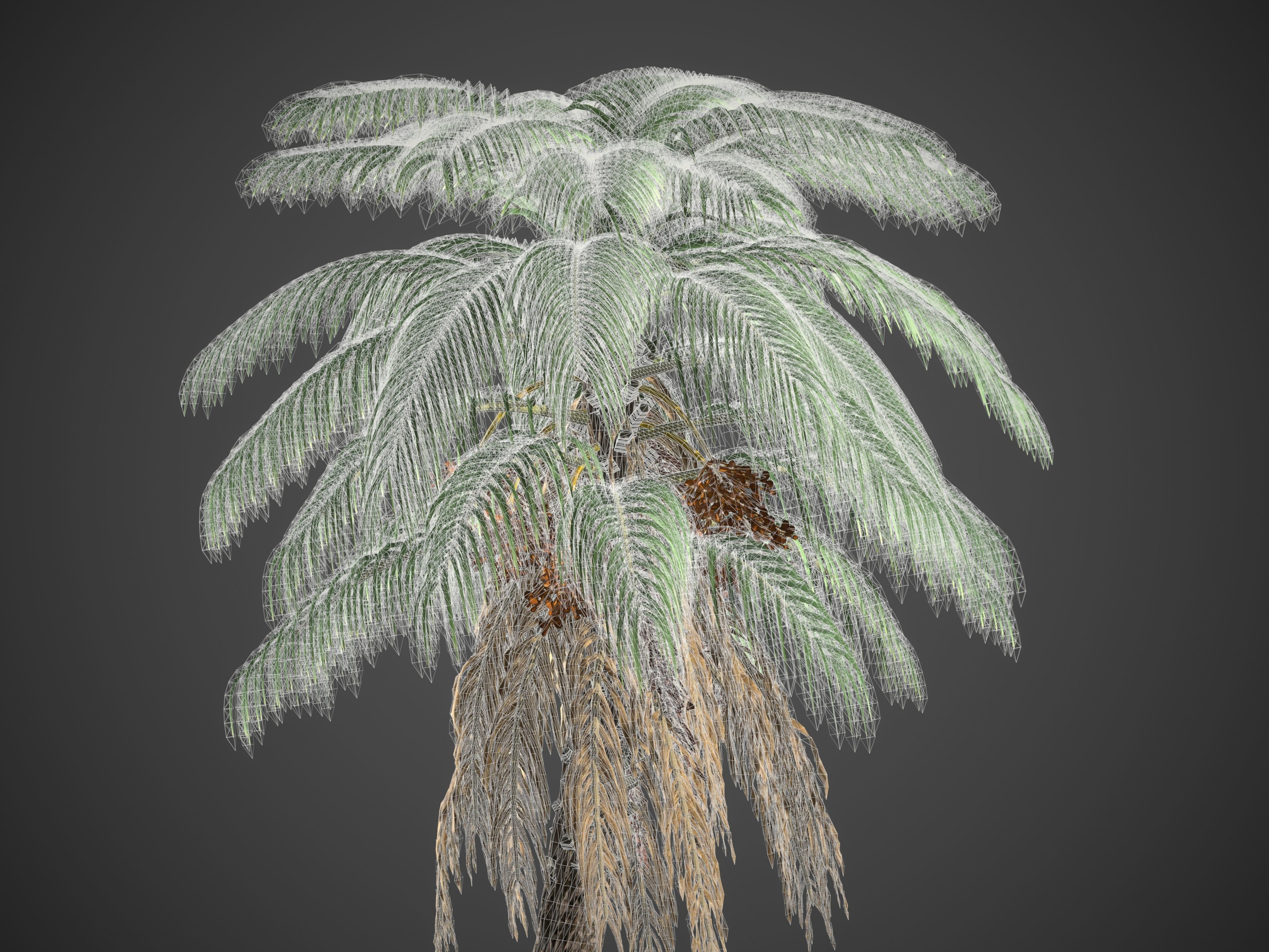 2021 PBR Senegal Date Palm Collection - Phoenix Reclinata 3D model_9