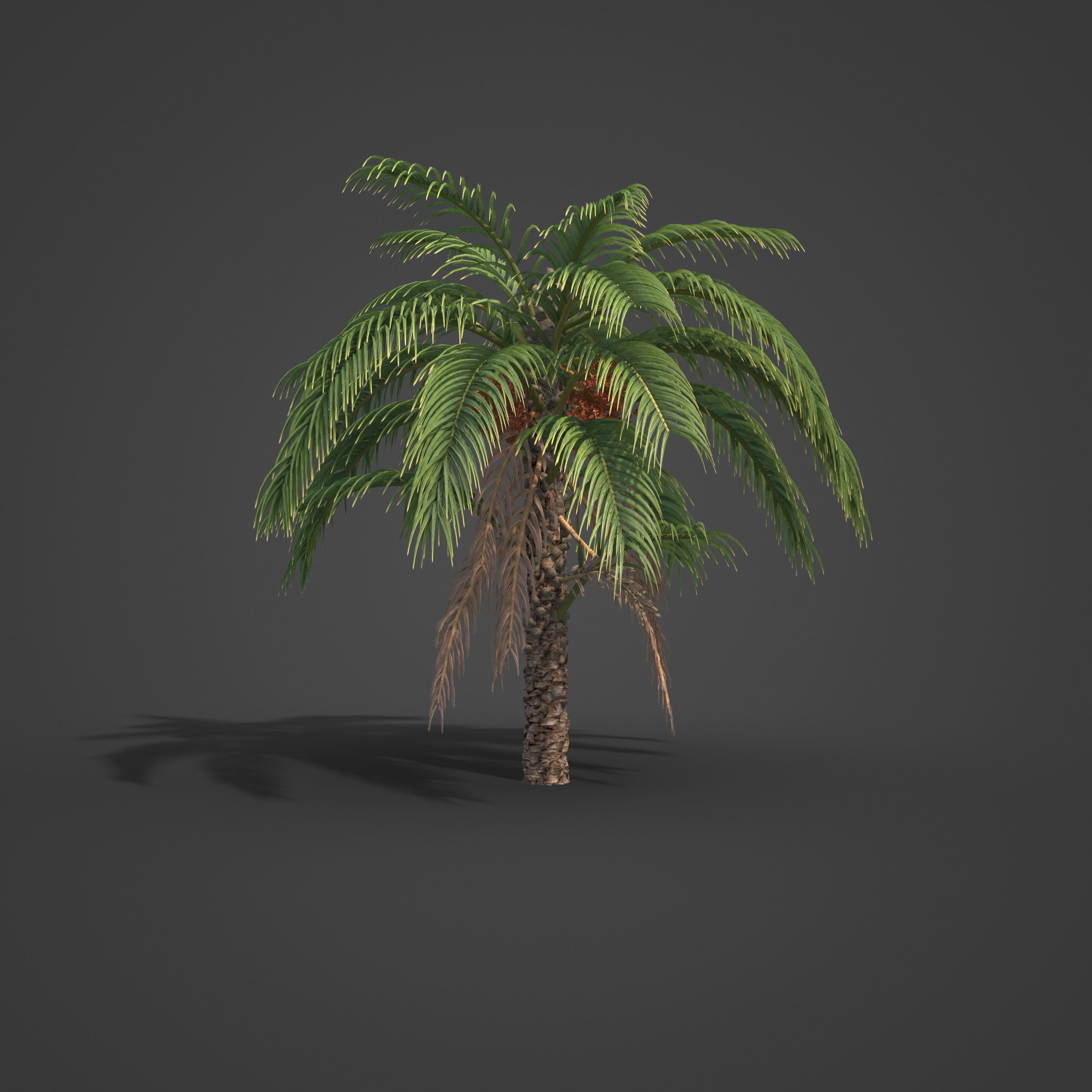 2021 PBR Senegal Date Palm Collection - Phoenix Reclinata 3D model_5