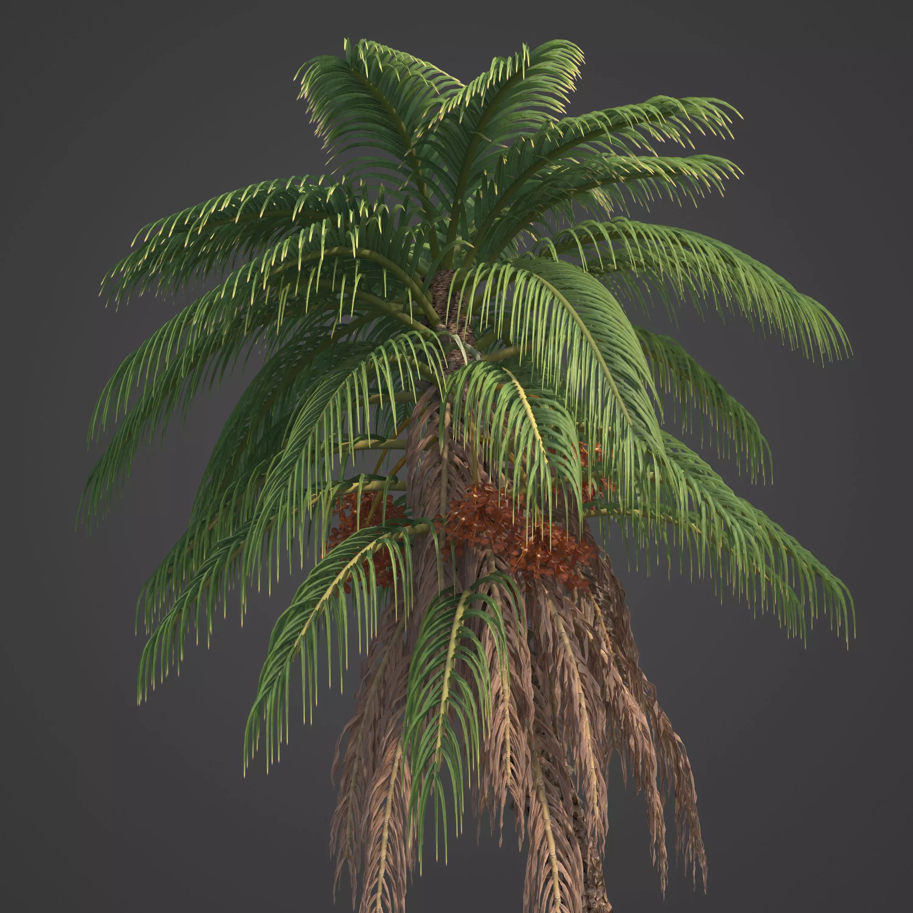 2021 PBR Senegal Date Palm Collection - Phoenix Reclinata 3D model_0