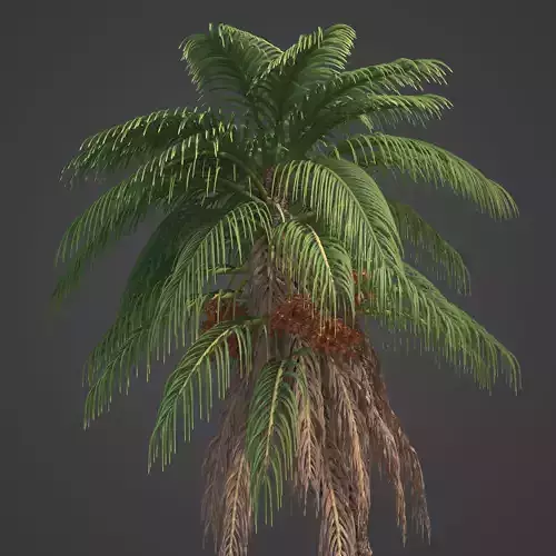 2021 PBR Senegal Date Palm Collection - Phoenix Reclinata 3D model