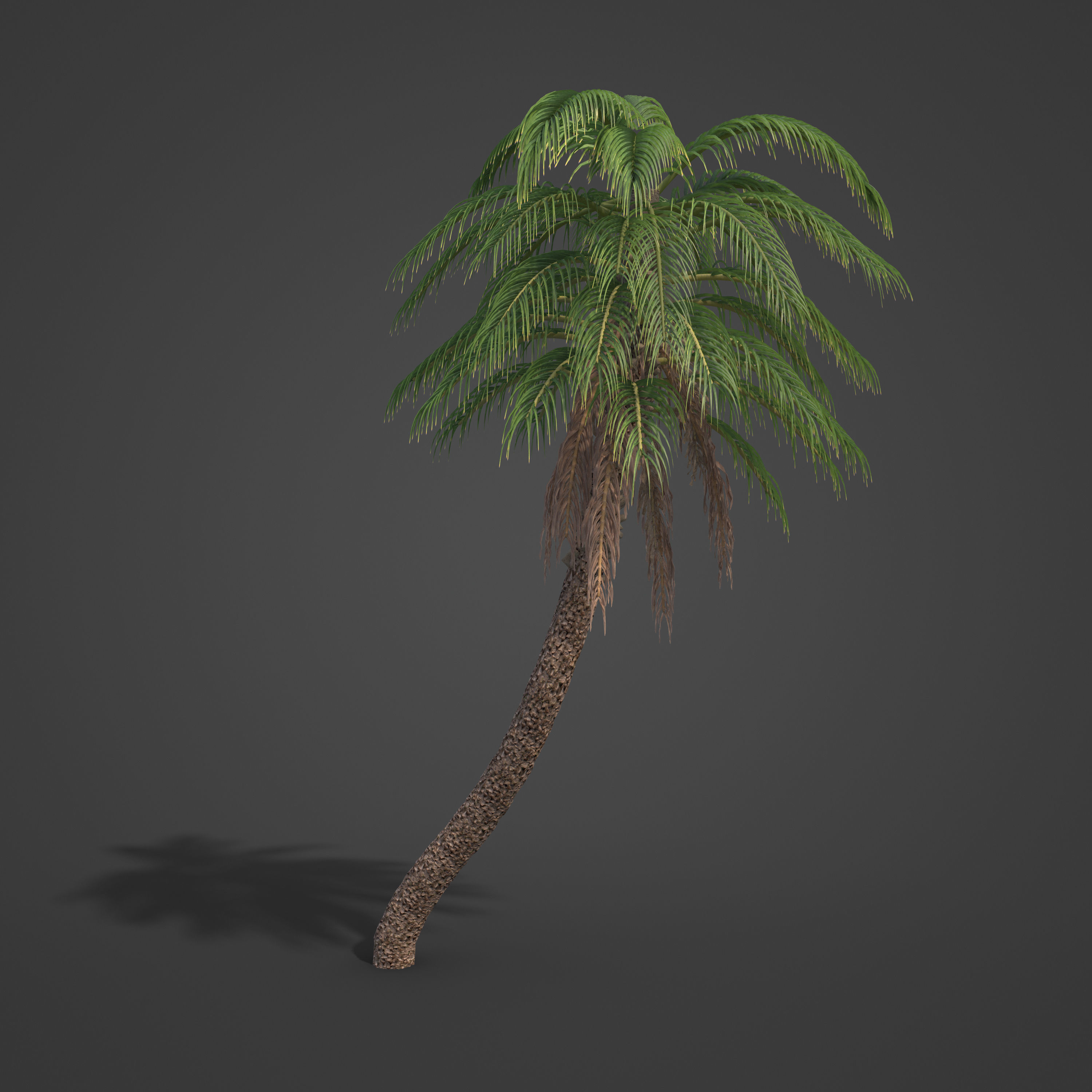 2021 PBR Senegal Date Palm Collection - Phoenix Reclinata 3D model_7
