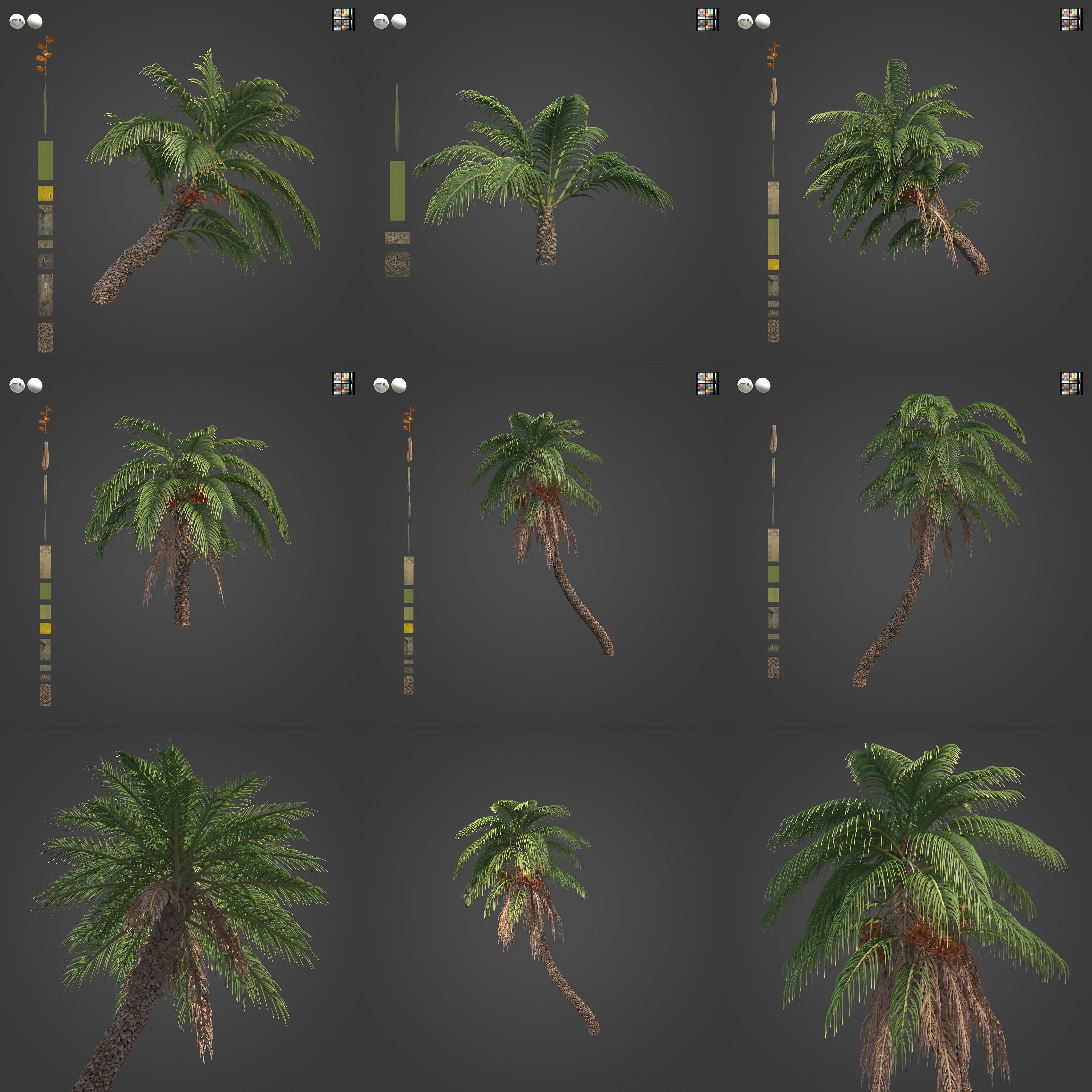 2021 PBR Senegal Date Palm Collection - Phoenix Reclinata 3D model_3