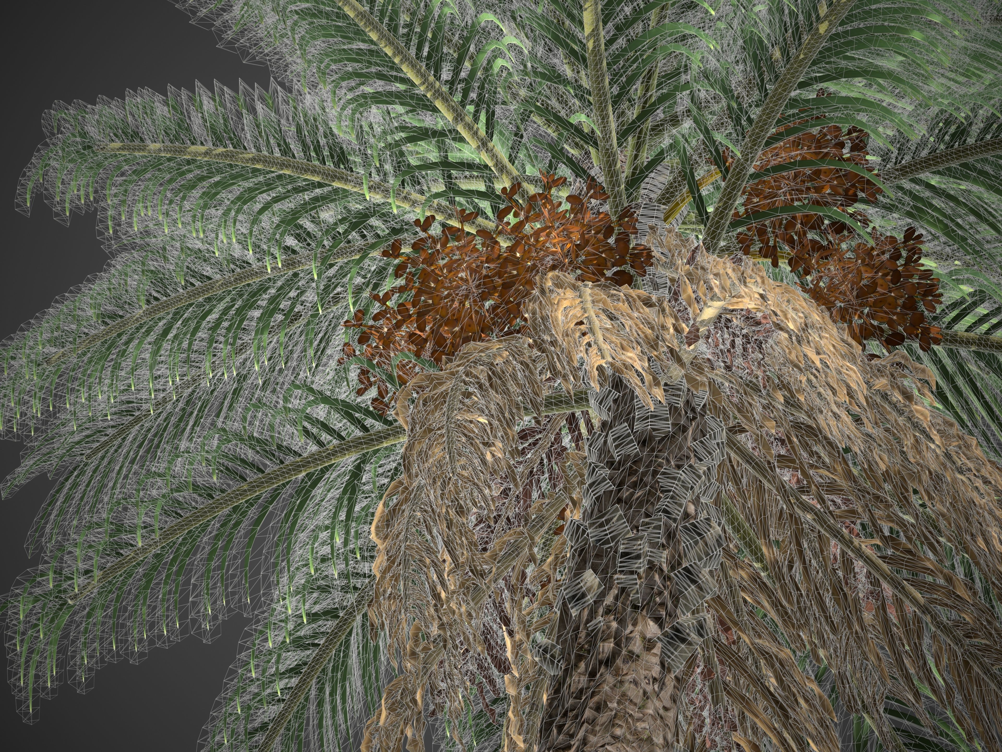 2021 PBR Senegal Date Palm Collection - Phoenix Reclinata 3D model_11