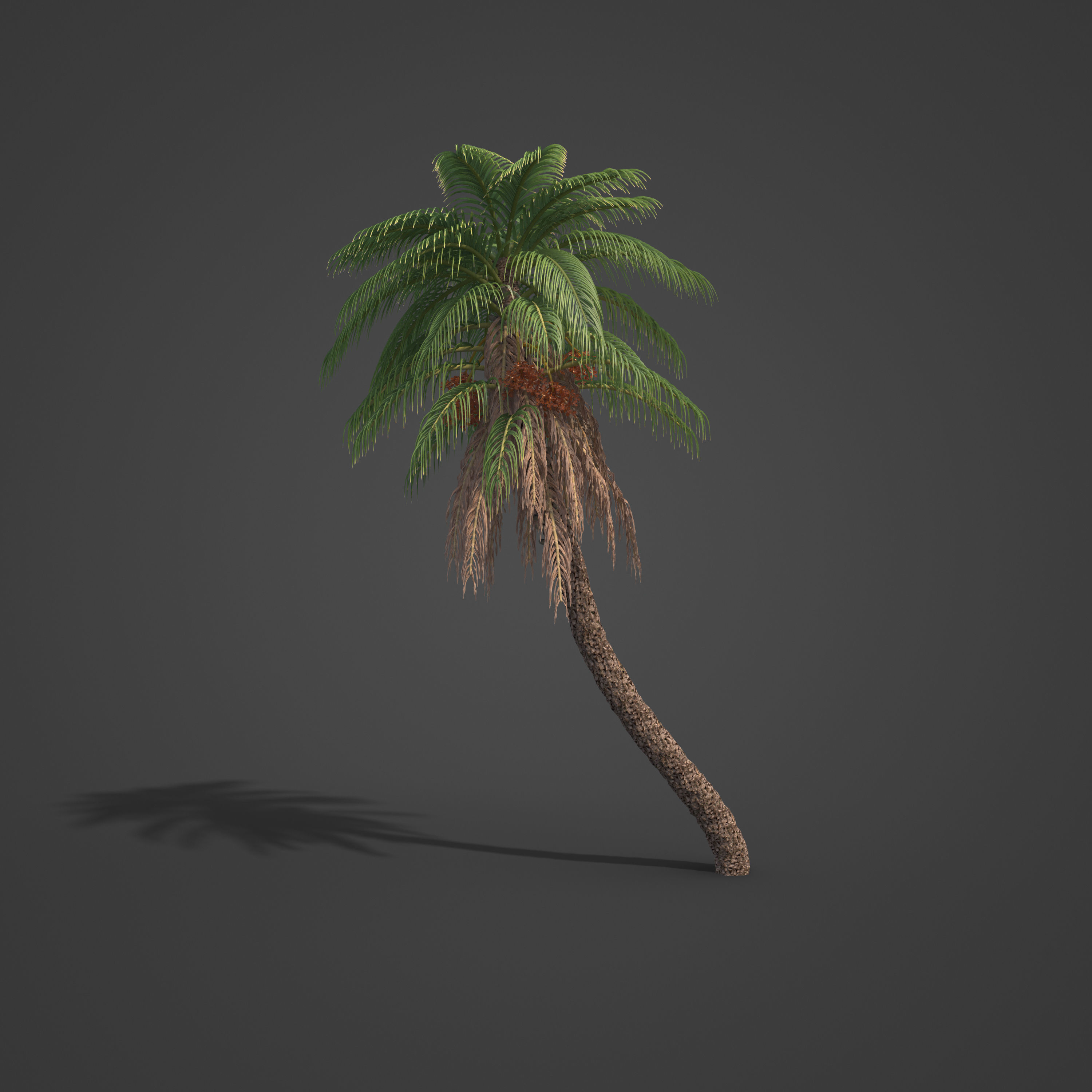 2021 PBR Senegal Date Palm Collection - Phoenix Reclinata 3D model_6
