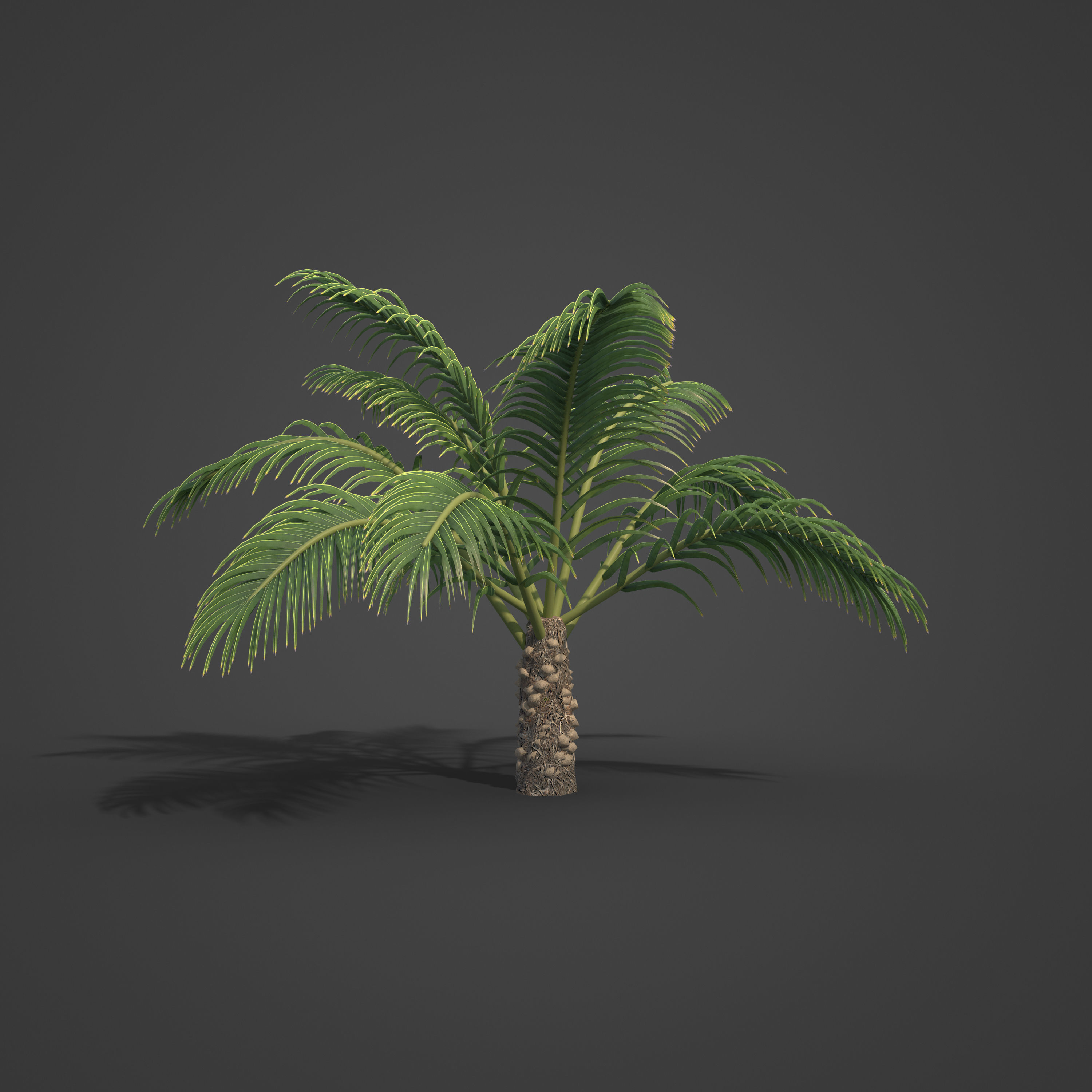2021 PBR Senegal Date Palm Collection - Phoenix Reclinata 3D model_4
