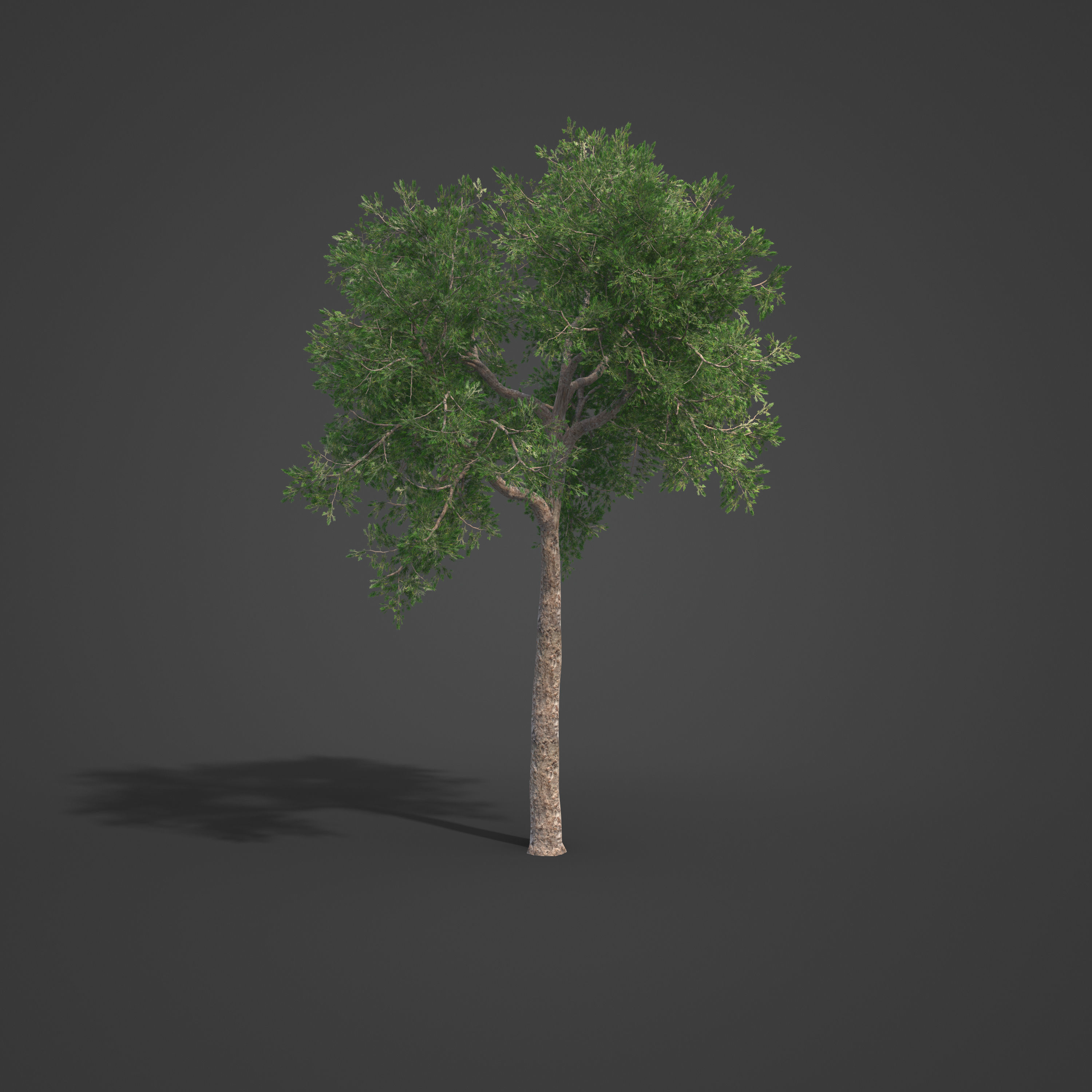 2021 PBR Yellowwood Collection - Podocarpus Falcatus 3D model_5
