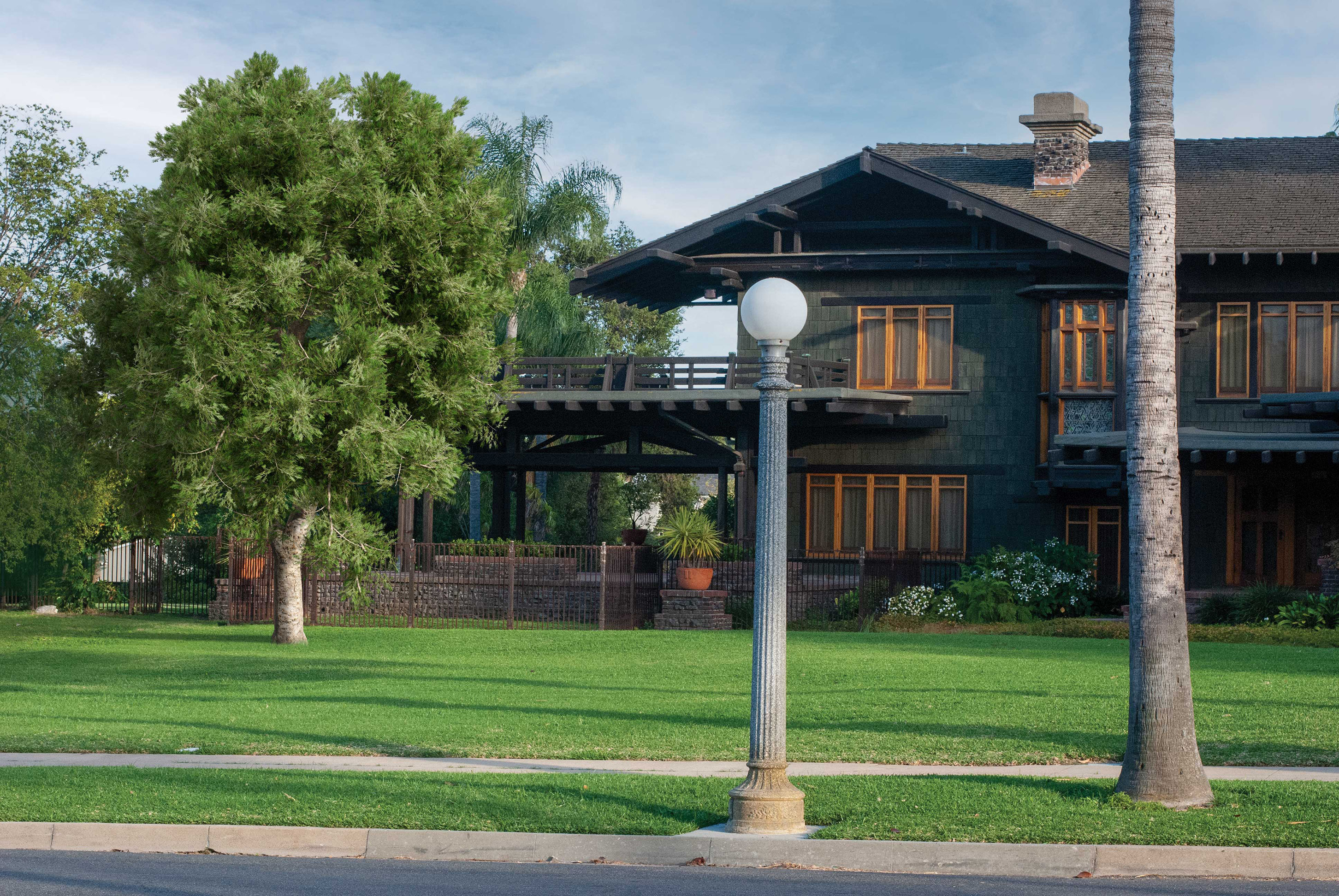 2021 PBR Yellowwood Collection - Podocarpus Falcatus 3D model_3