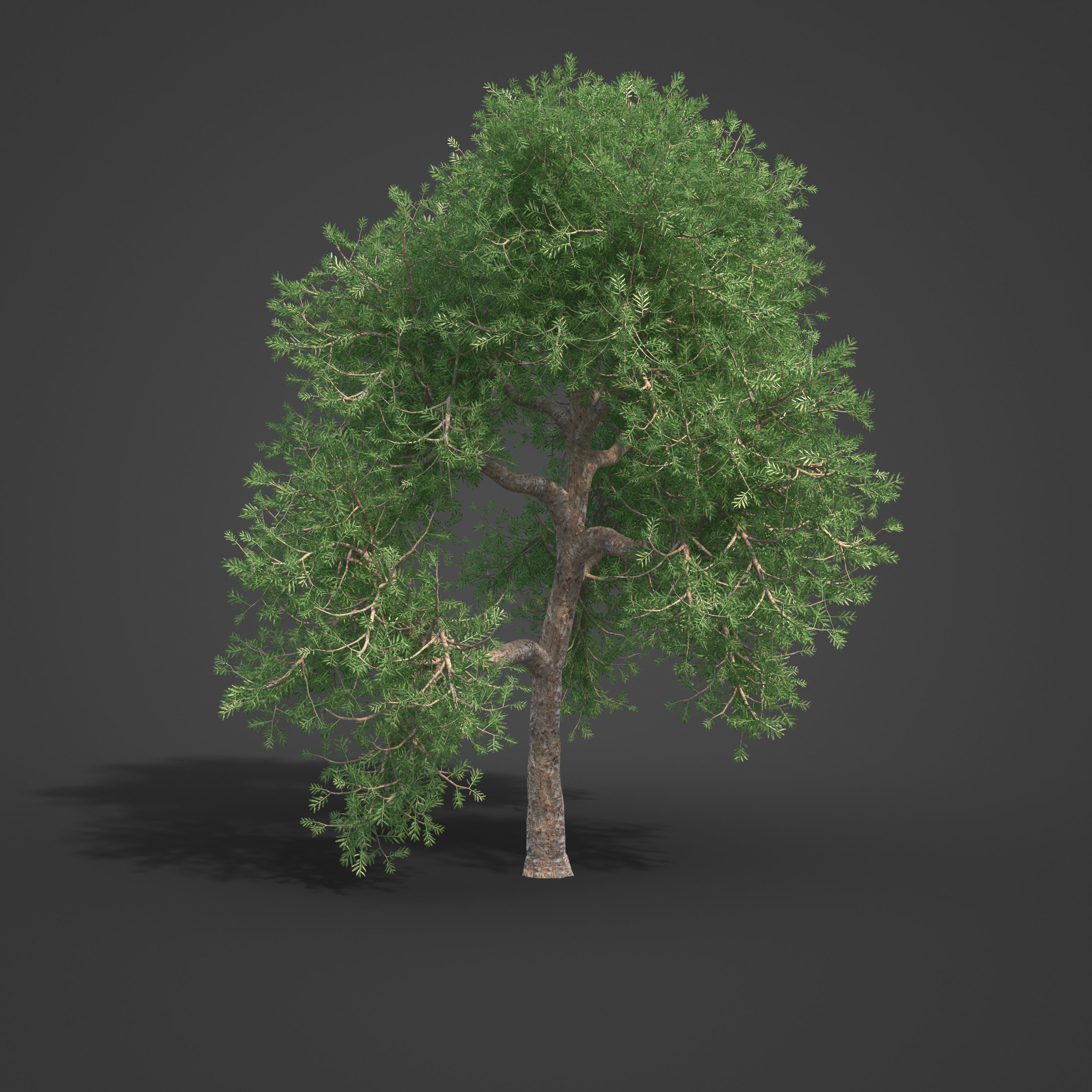 2021 PBR Yellowwood Collection - Podocarpus Falcatus 3D model_2