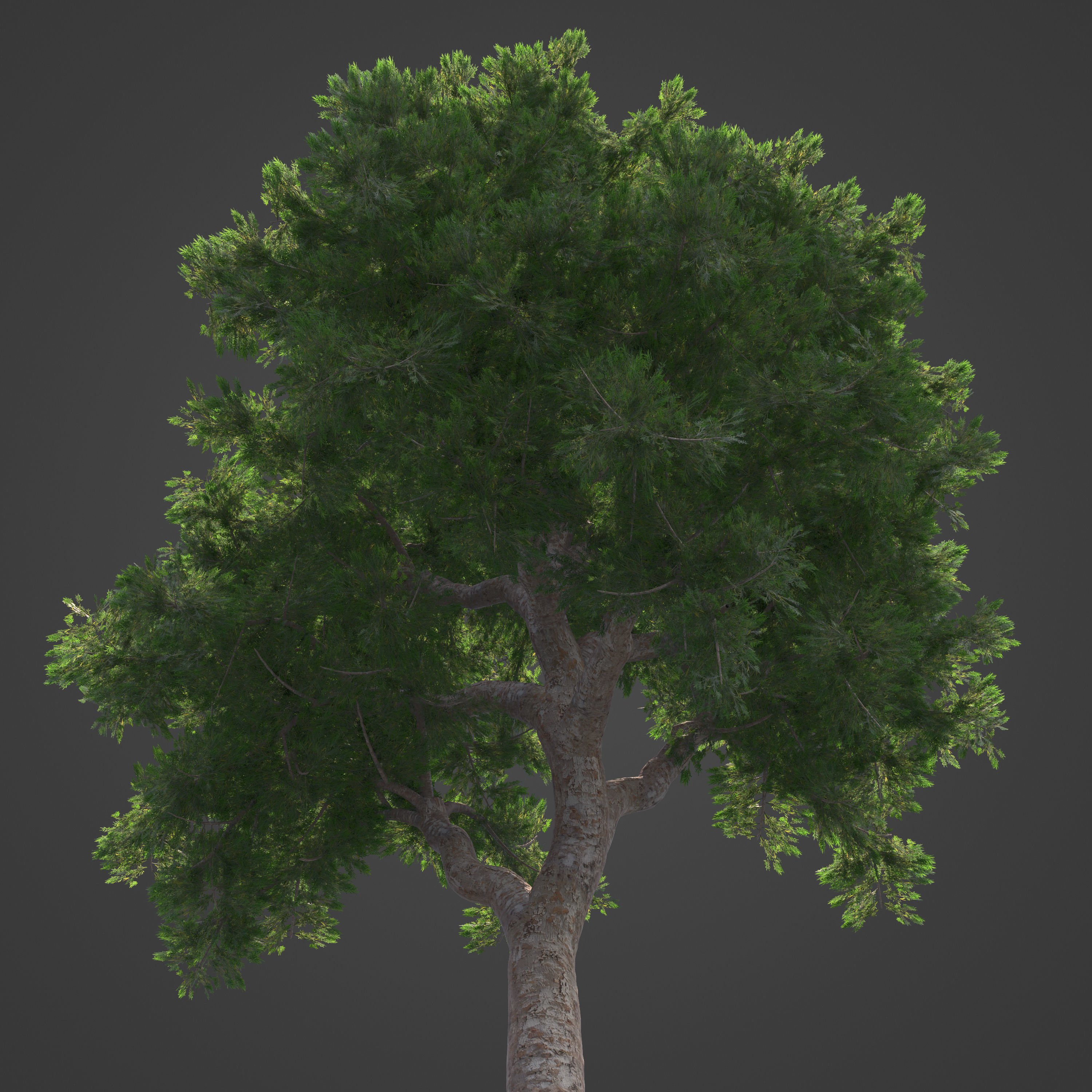 2021 PBR Yellowwood Collection - Podocarpus Falcatus 3D model_8