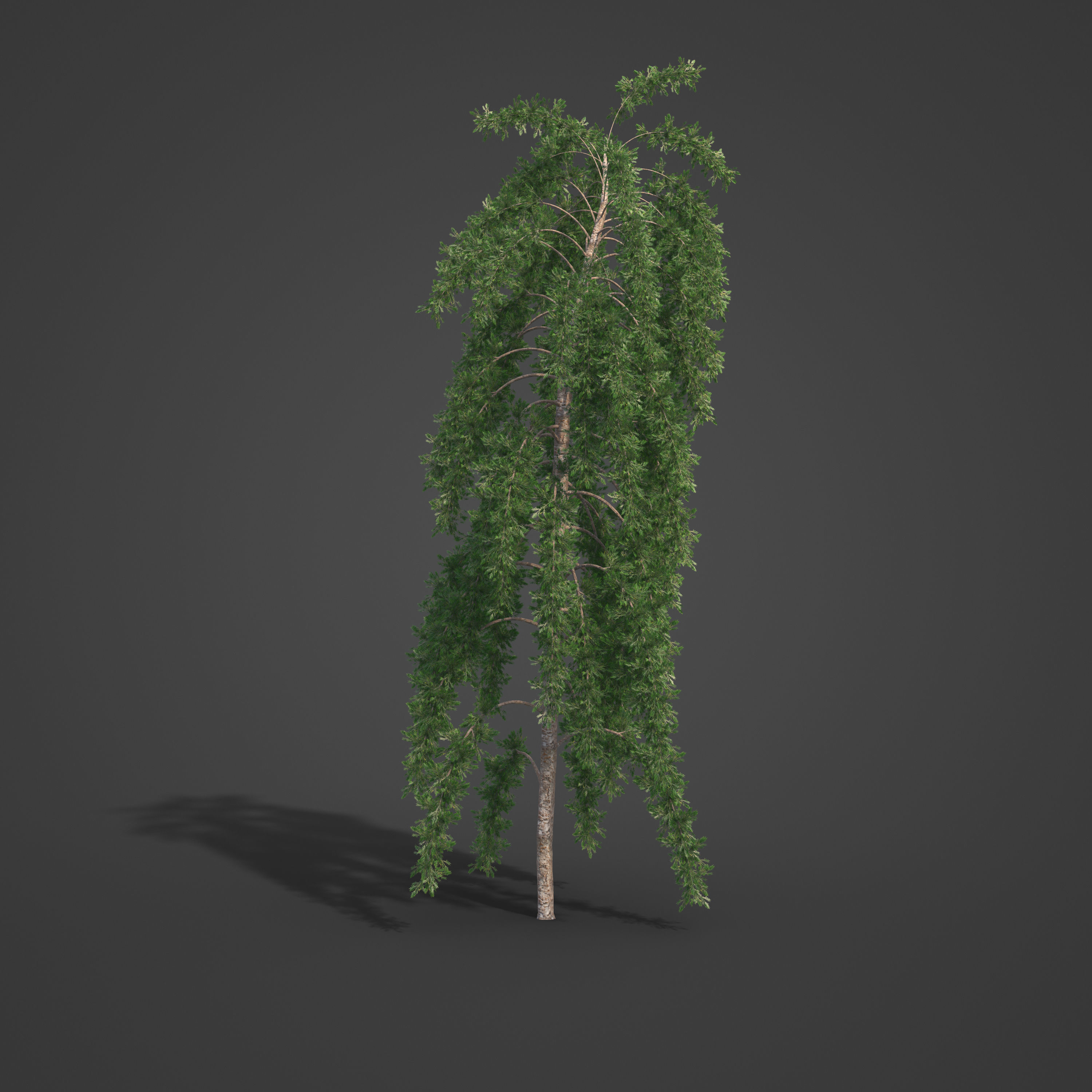 2021 PBR Yellowwood Collection - Podocarpus Falcatus 3D model_7