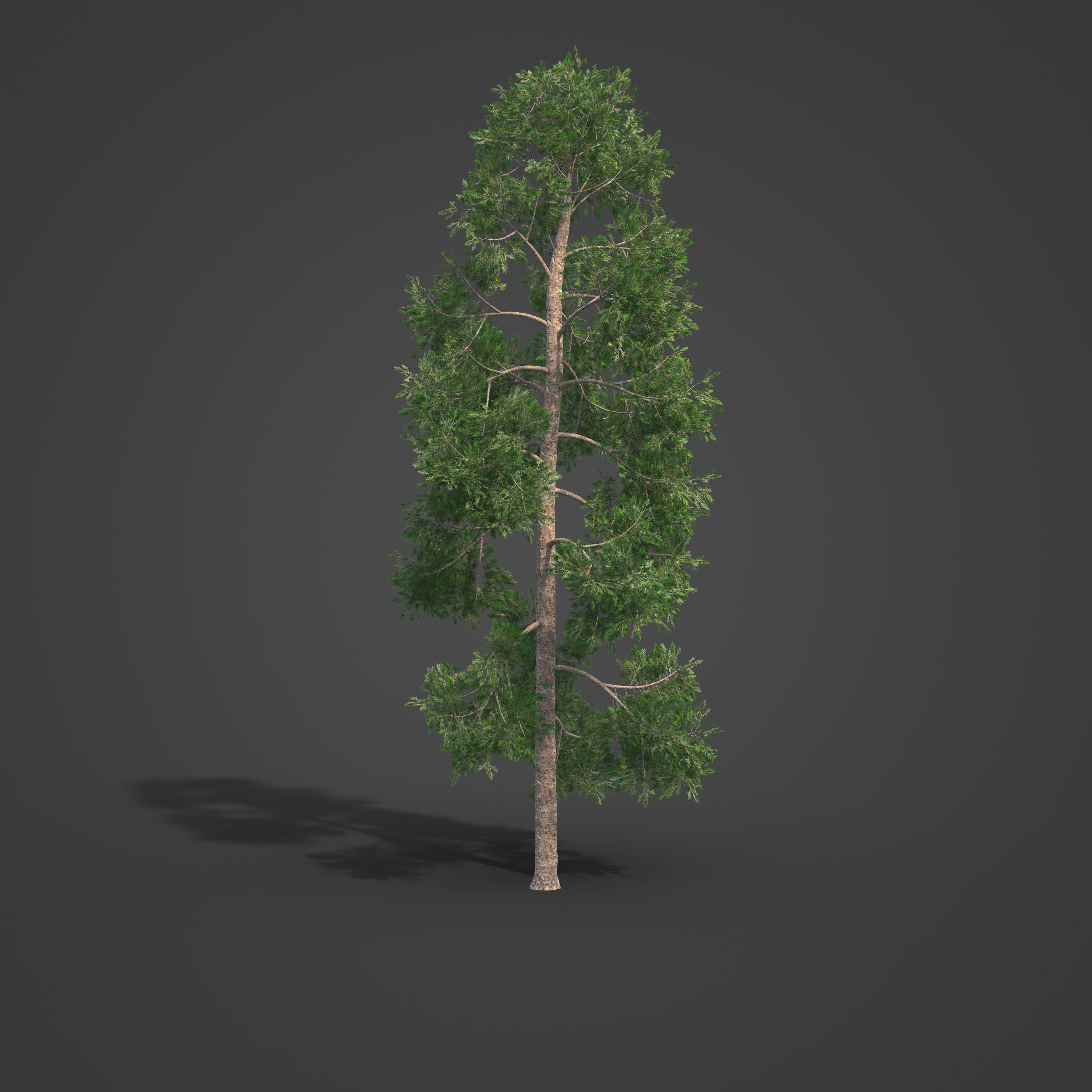 2021 PBR Yellowwood Collection - Podocarpus Falcatus 3D model_6