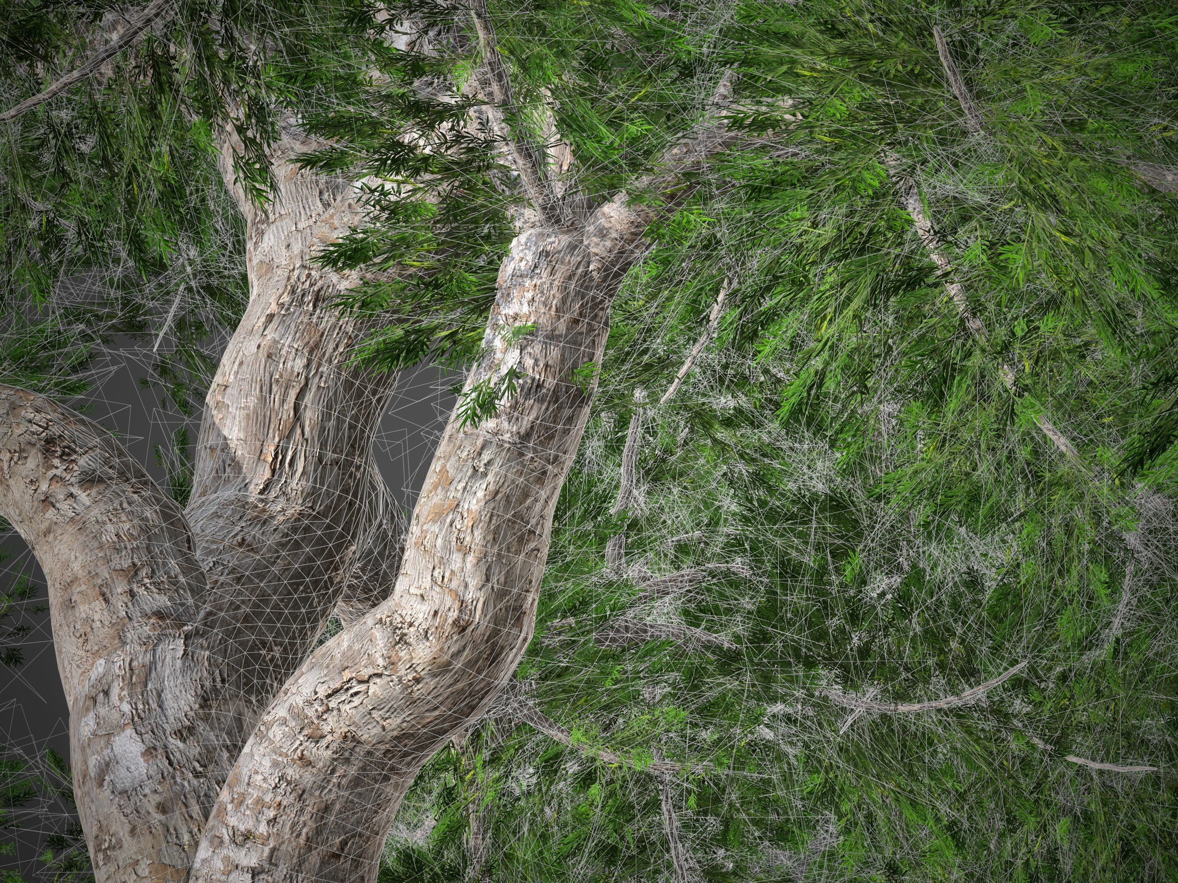 2021 PBR Yellowwood Collection - Podocarpus Falcatus 3D model_4