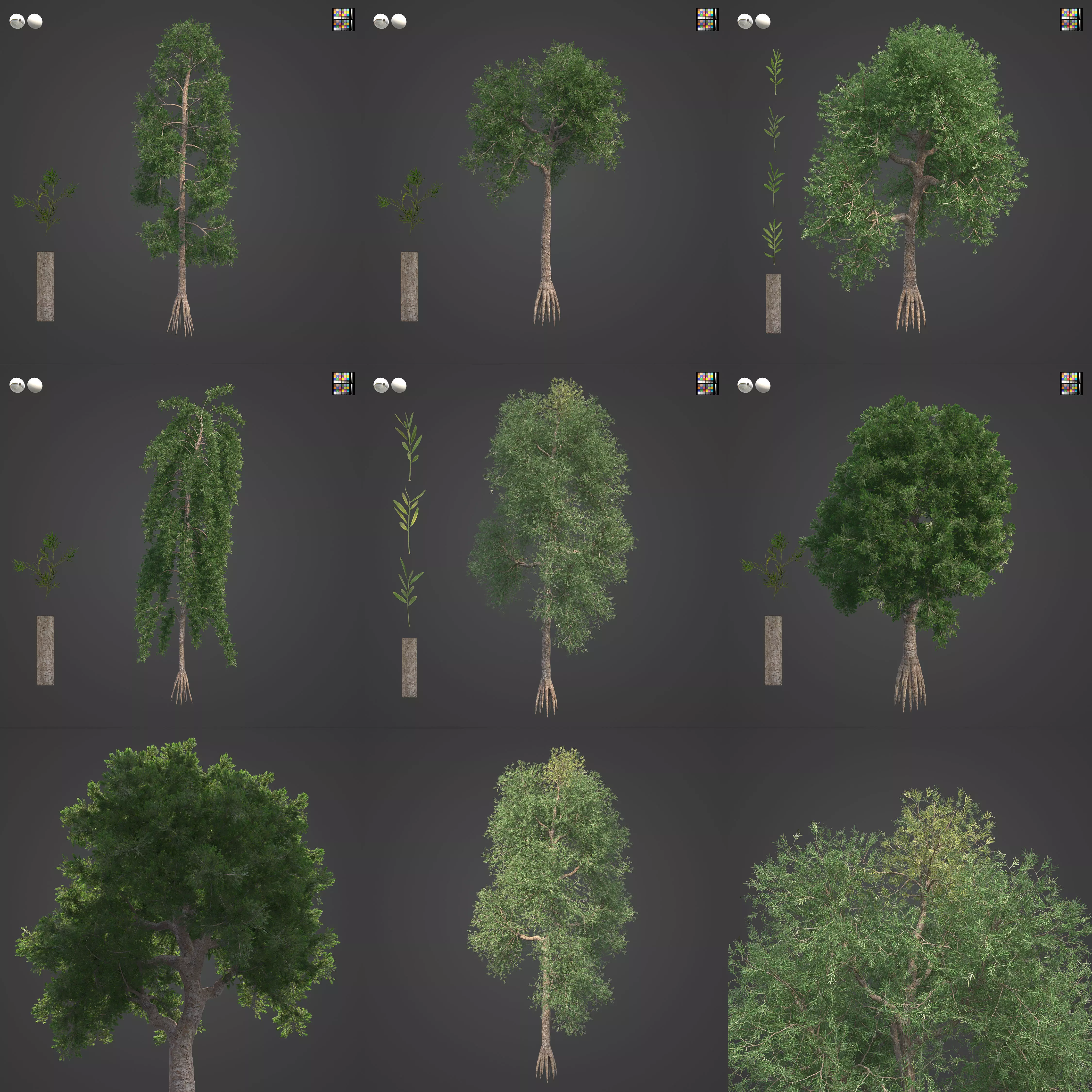 2021 PBR Yellowwood Collection - Podocarpus Falcatus 3D model_0