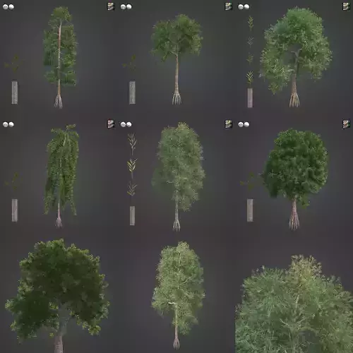 2021 PBR Yellowwood Collection - Podocarpus Falcatus