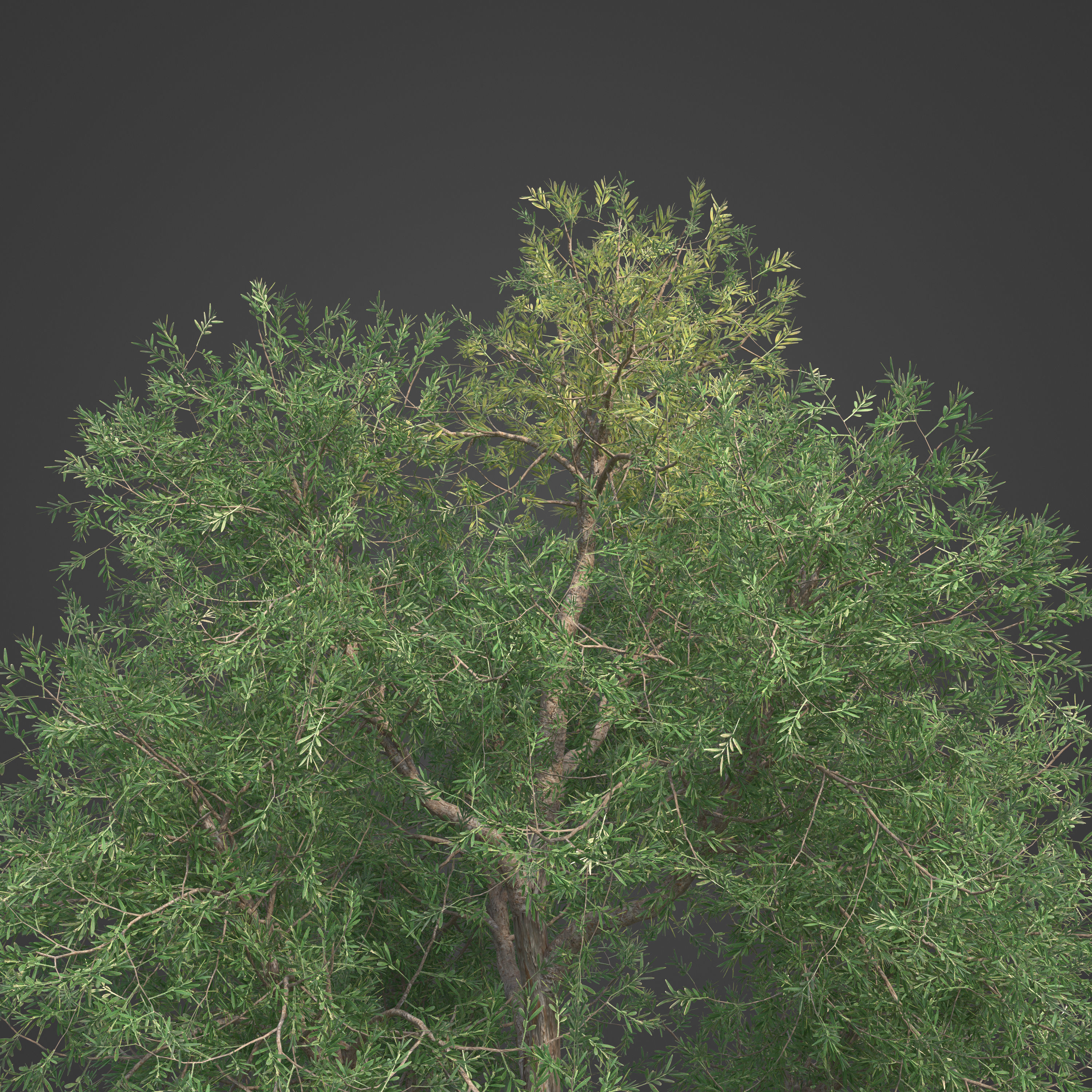 2021 PBR Yellowwood Collection - Podocarpus Falcatus 3D model_10