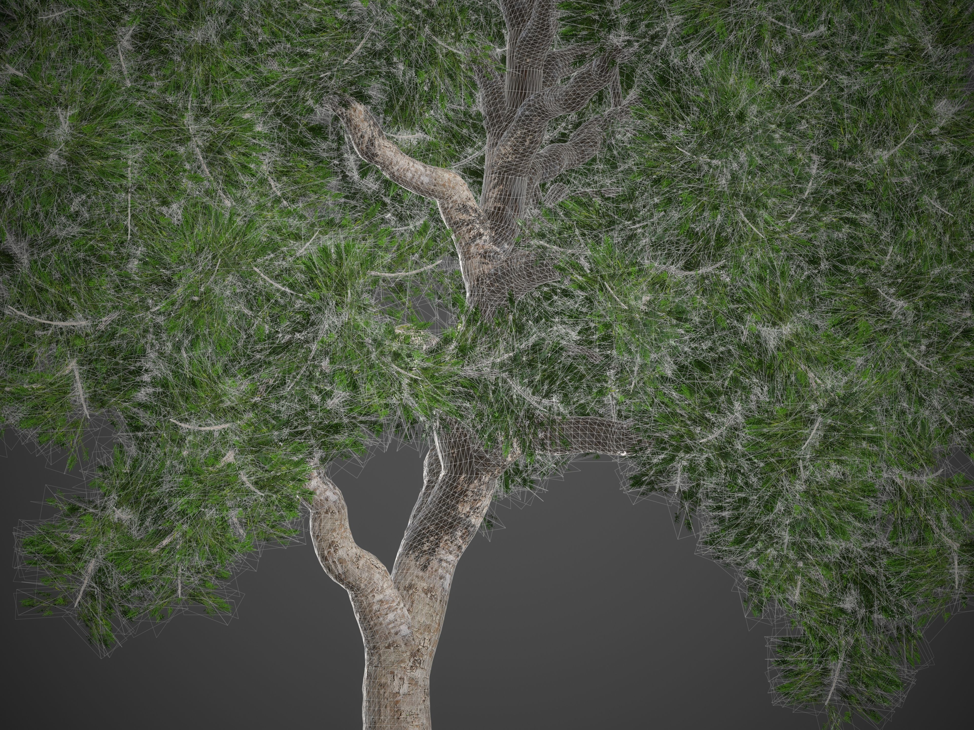 2021 PBR Yellowwood Collection - Podocarpus Falcatus 3D model_9