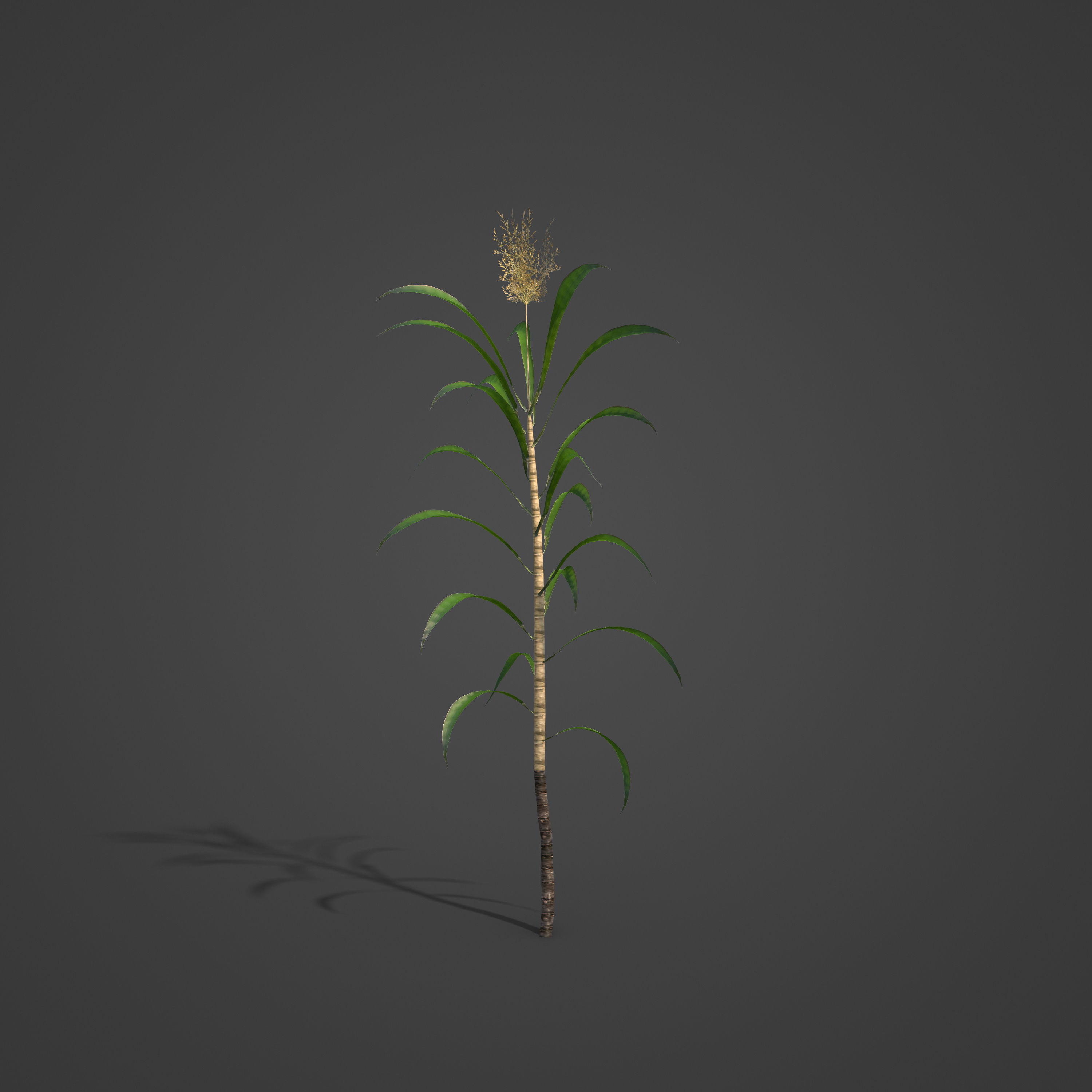 2021 PBR Sugar Cane Collection - Saccharum Officinarum Low-poly 3D model_5
