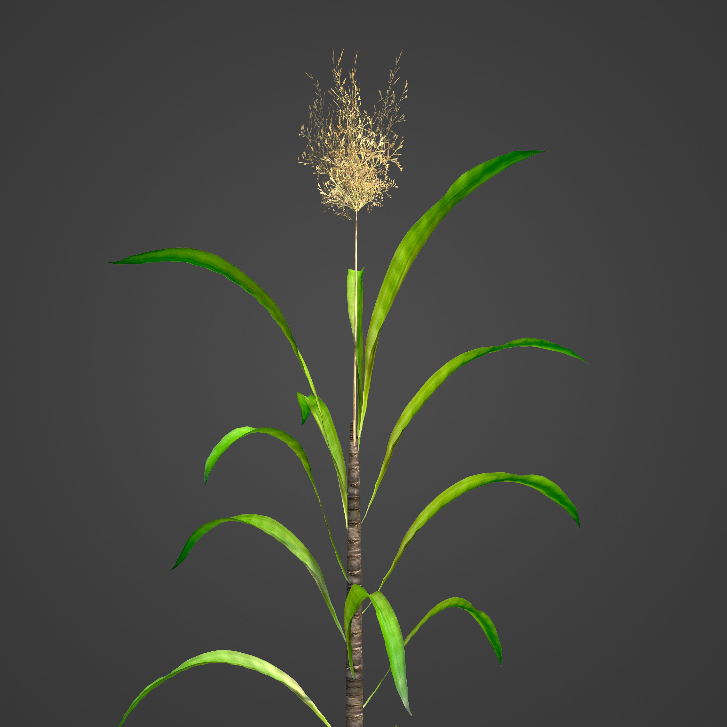 2021 PBR Sugar Cane Collection - Saccharum Officinarum Low-poly 3D model_3