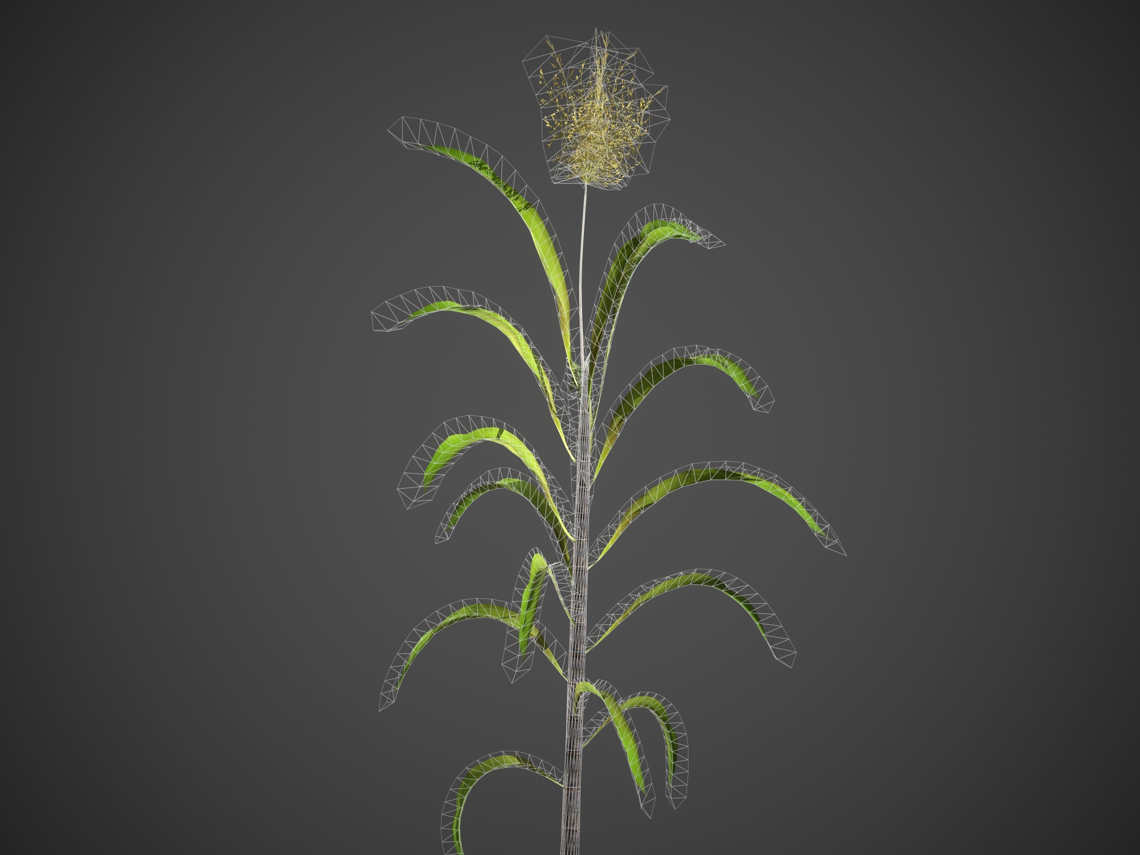 2021 PBR Sugar Cane Collection - Saccharum Officinarum Low-poly 3D model_10