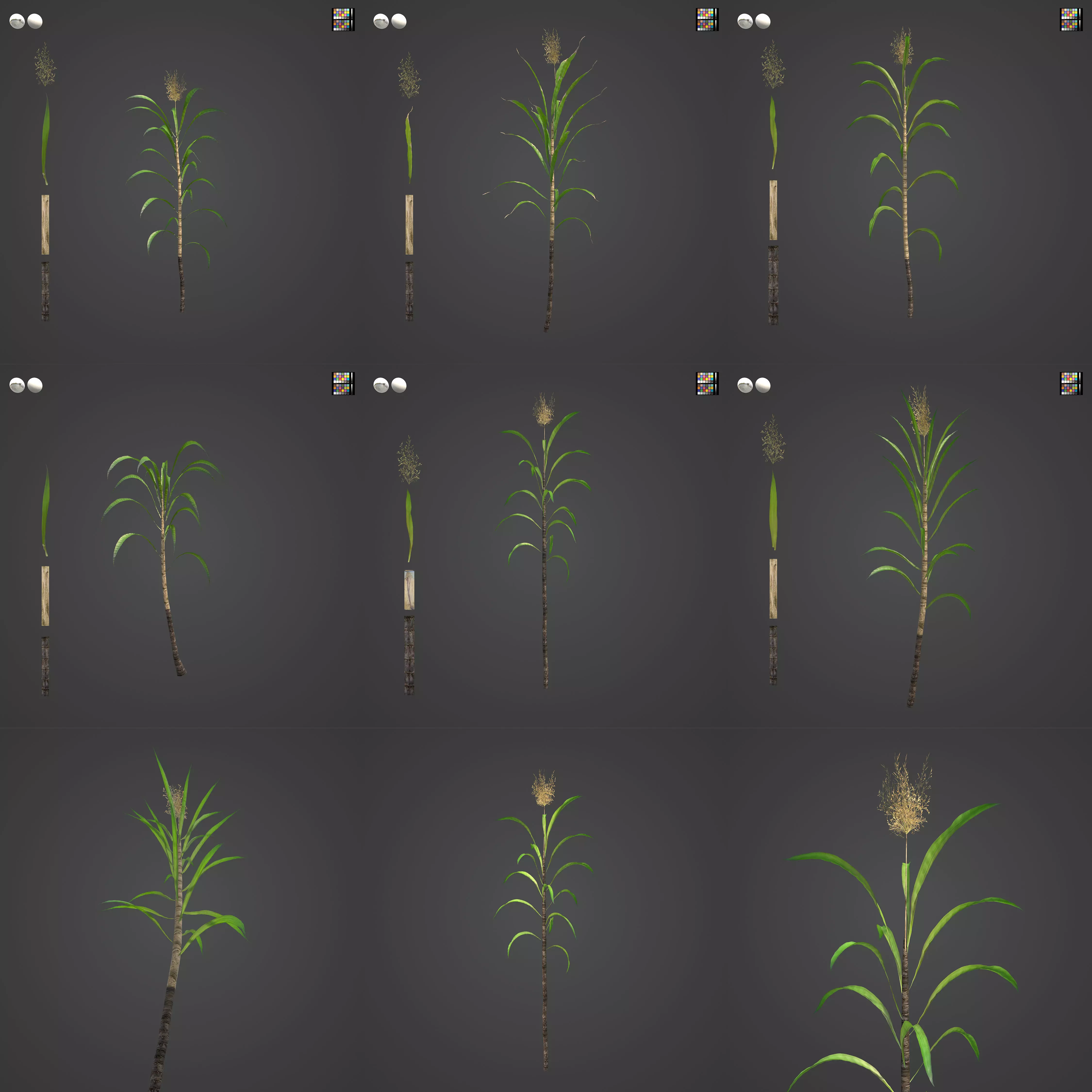 2021 PBR Sugar Cane Collection - Saccharum Officinarum Low-poly 3D model_0