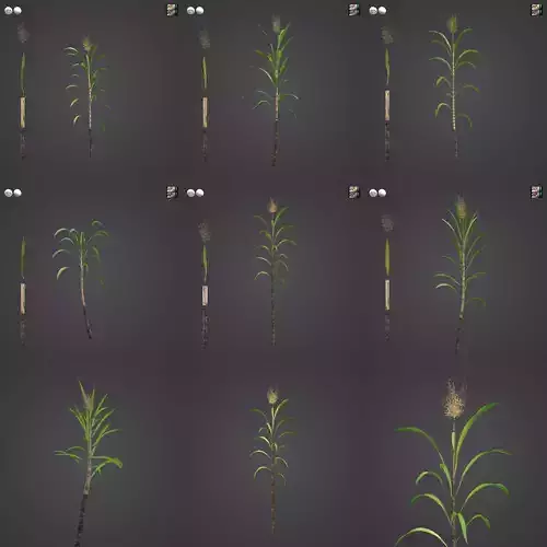 2021 PBR Sugar Cane Collection - Saccharum Officinarum 